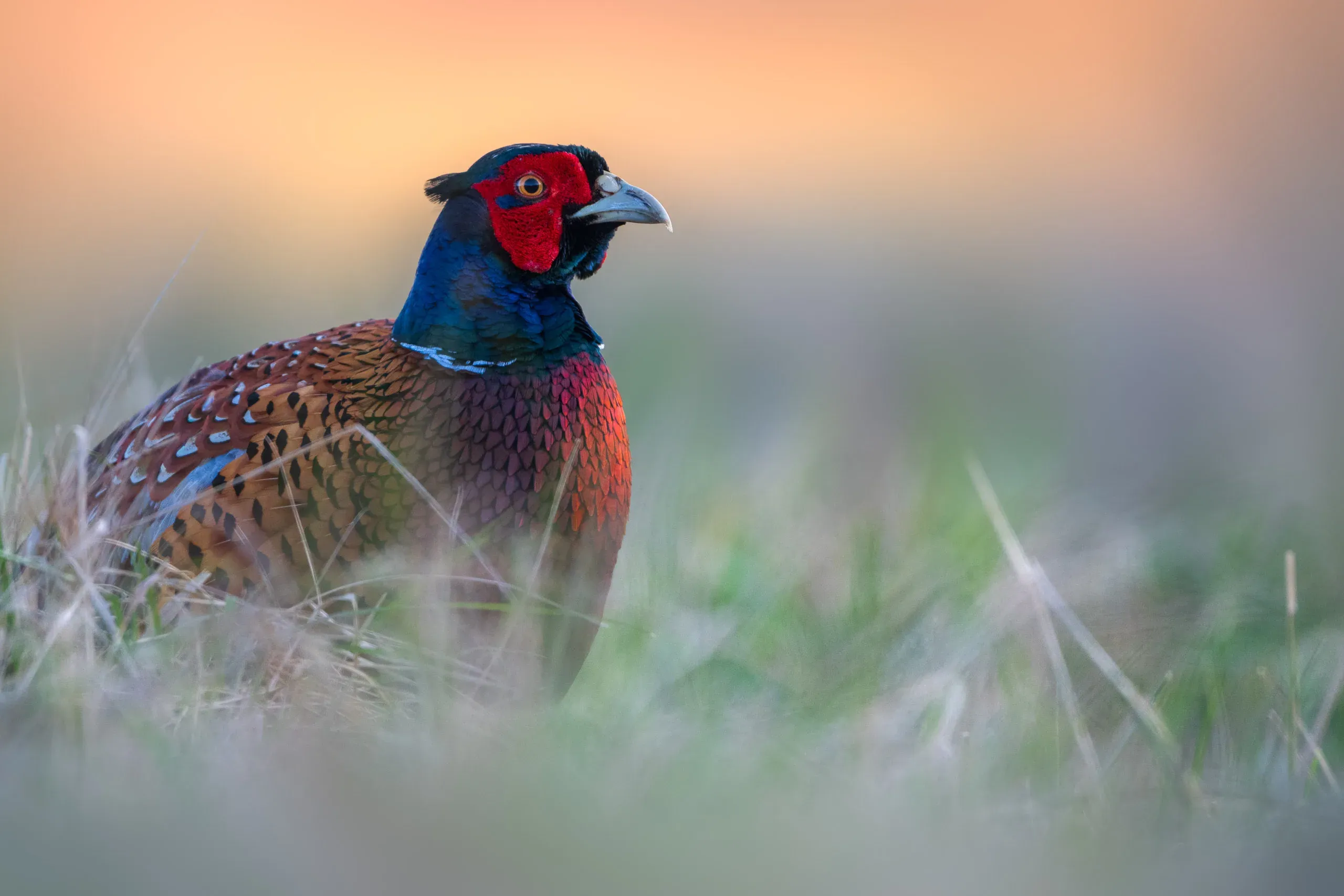 Common Pheasant (Phasianus colchicus)