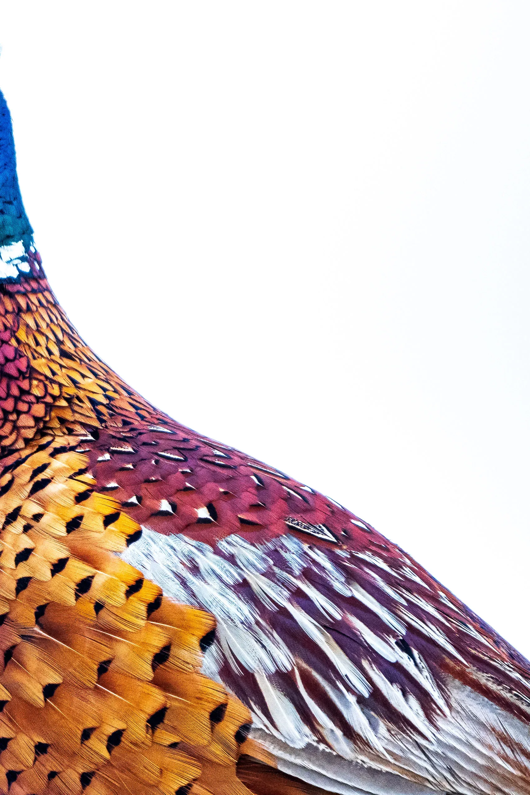 Pheasant (feather detail) (Phasianus colchicus)