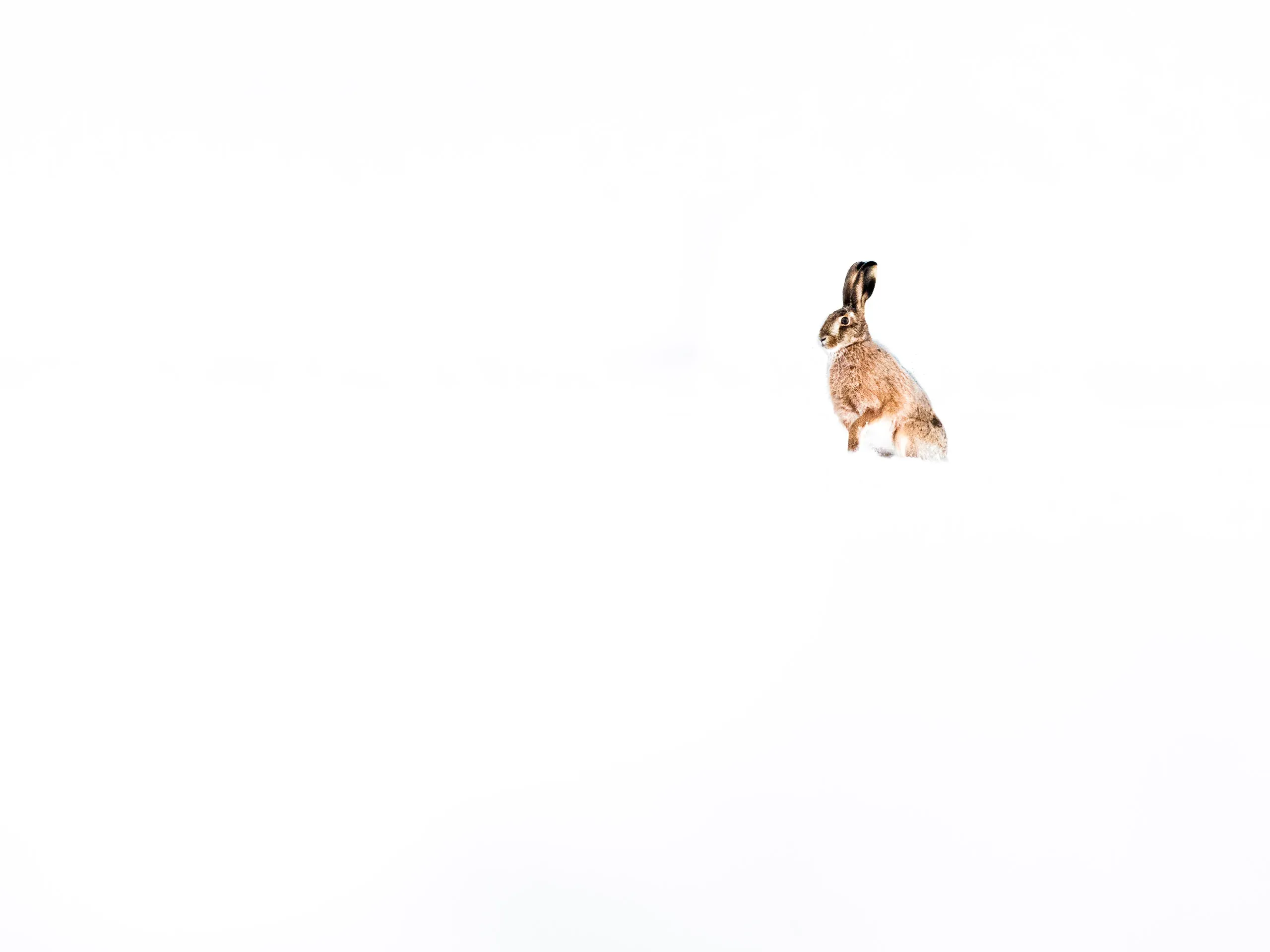 Feldhase im Schnee, minimalistisch im hohen Weiß