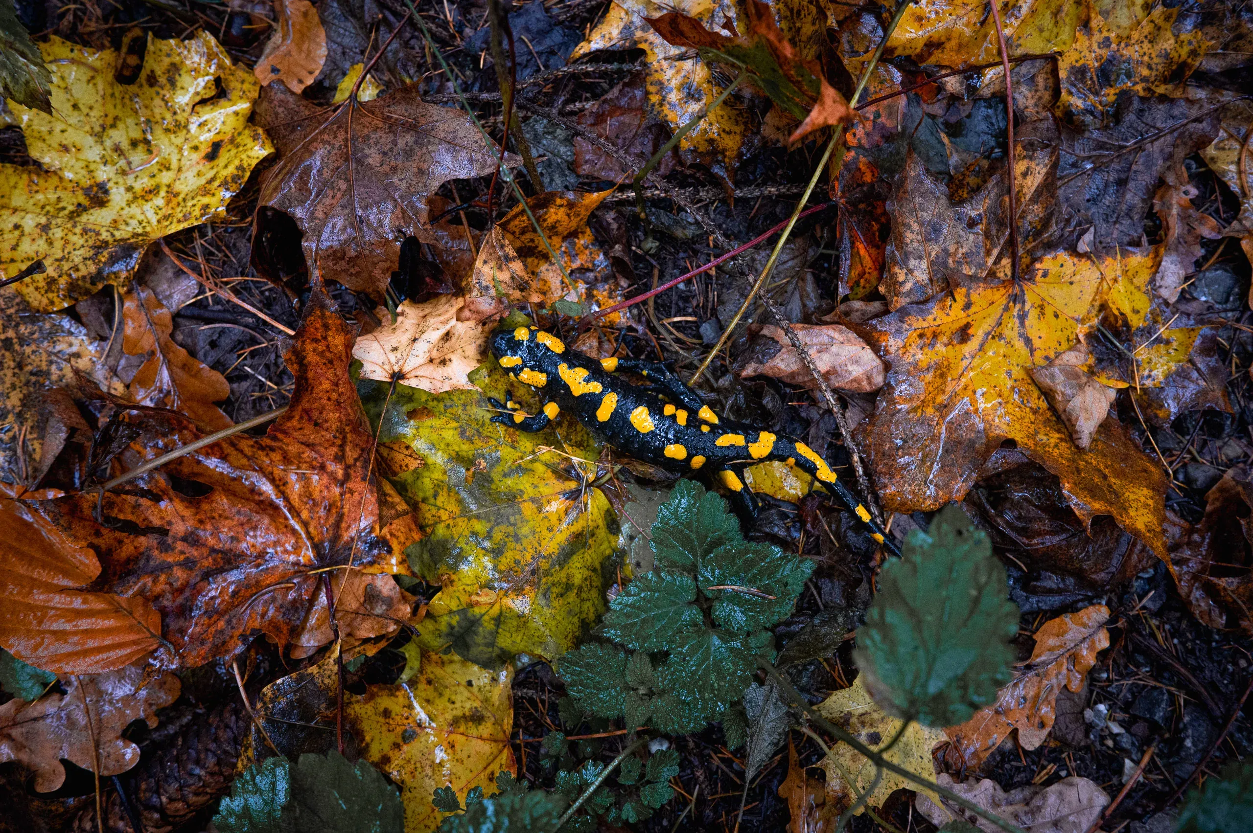Feuersalamander mit gelb-schwarzer Zeichnung auf feuchtem Herbstlaub