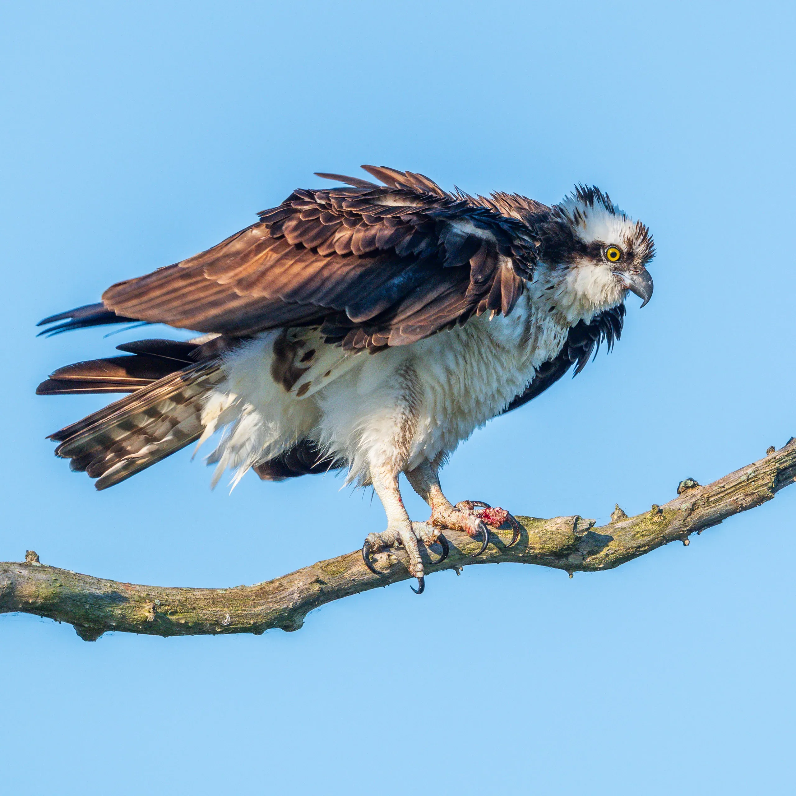 Fischadler auf einem Ast vor blauem Himmel
