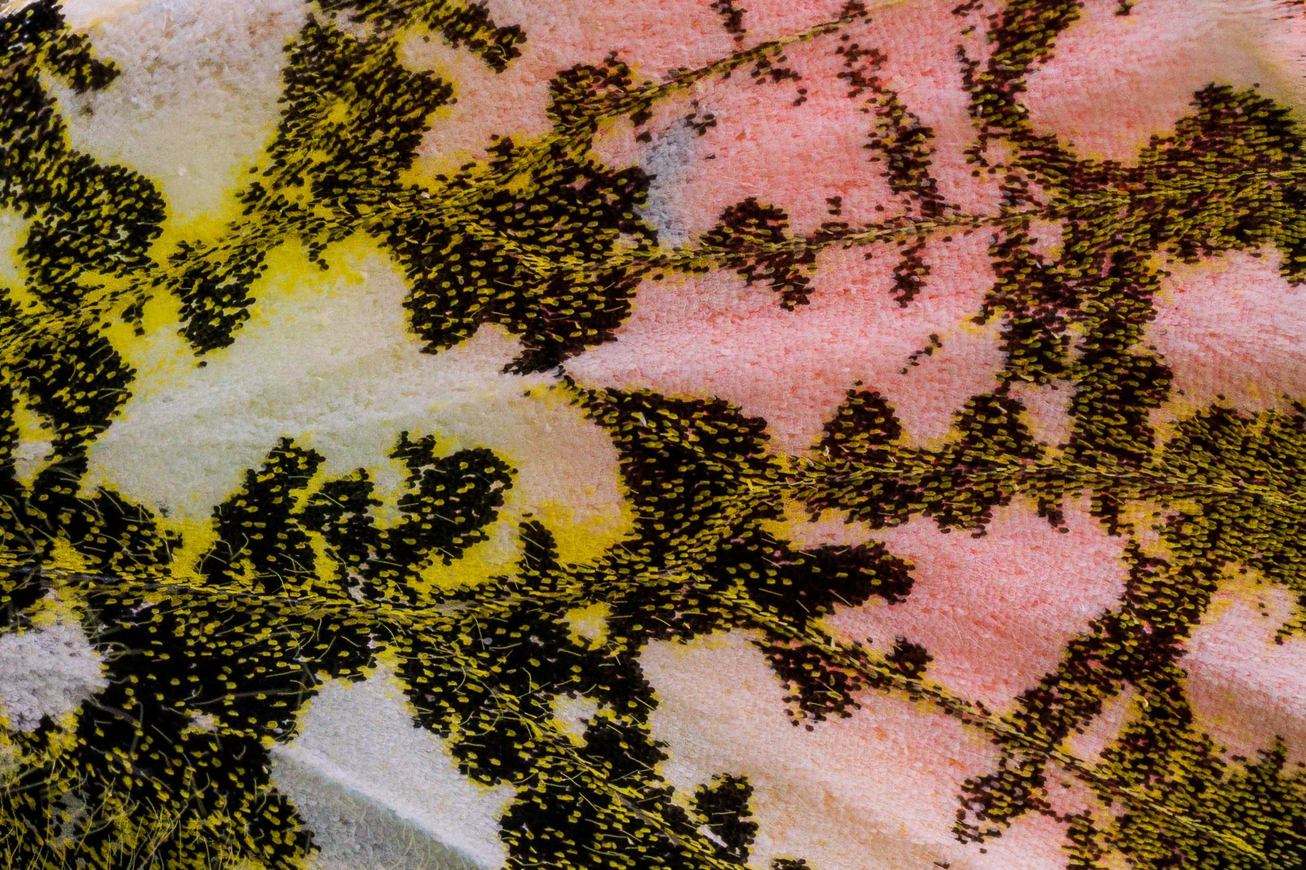 Wing detail (Orange Tip)
