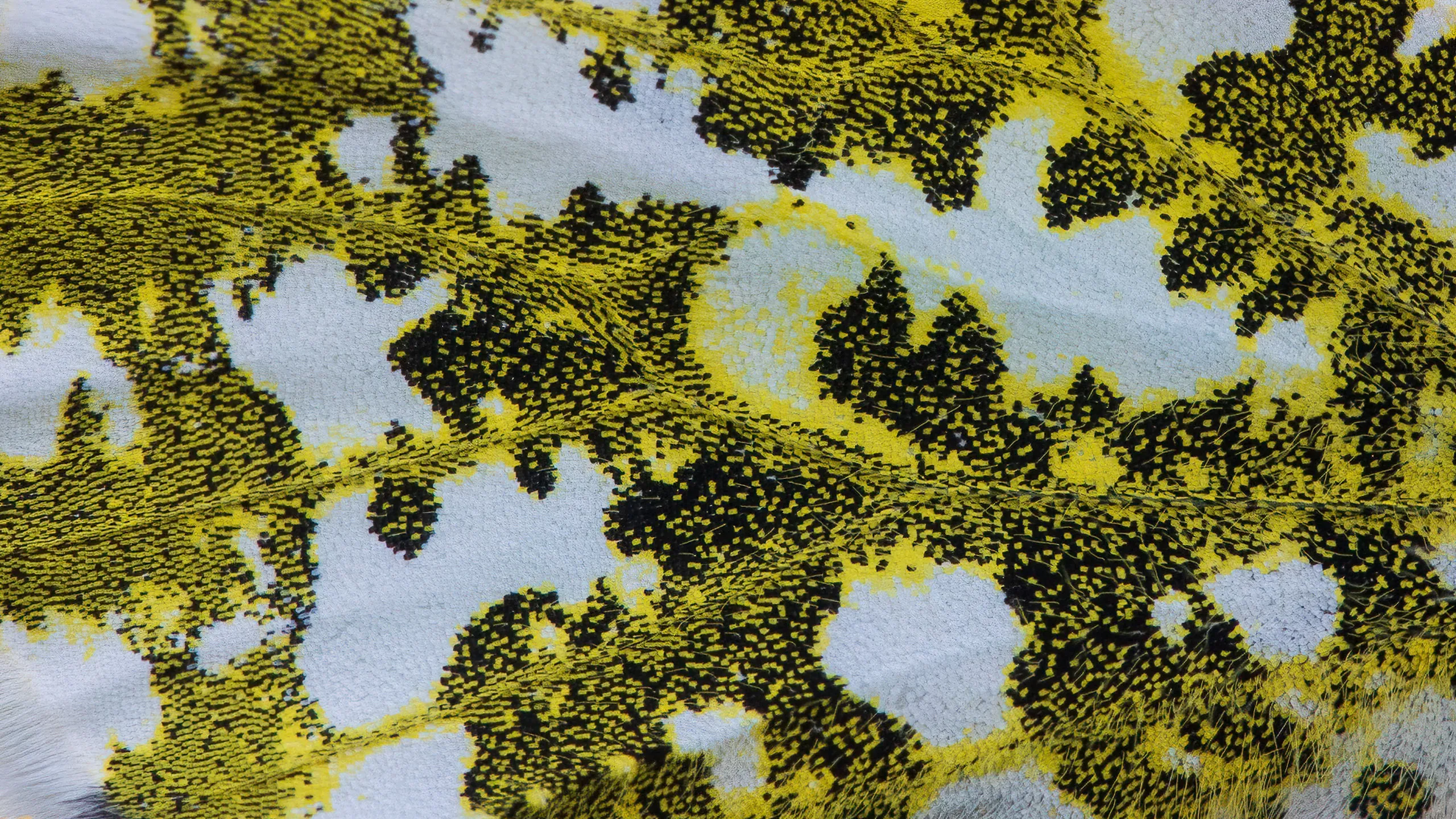 Makro-Detail der gelb-weiß-schwarzen Flügelzeichnung eines Aurorafalters