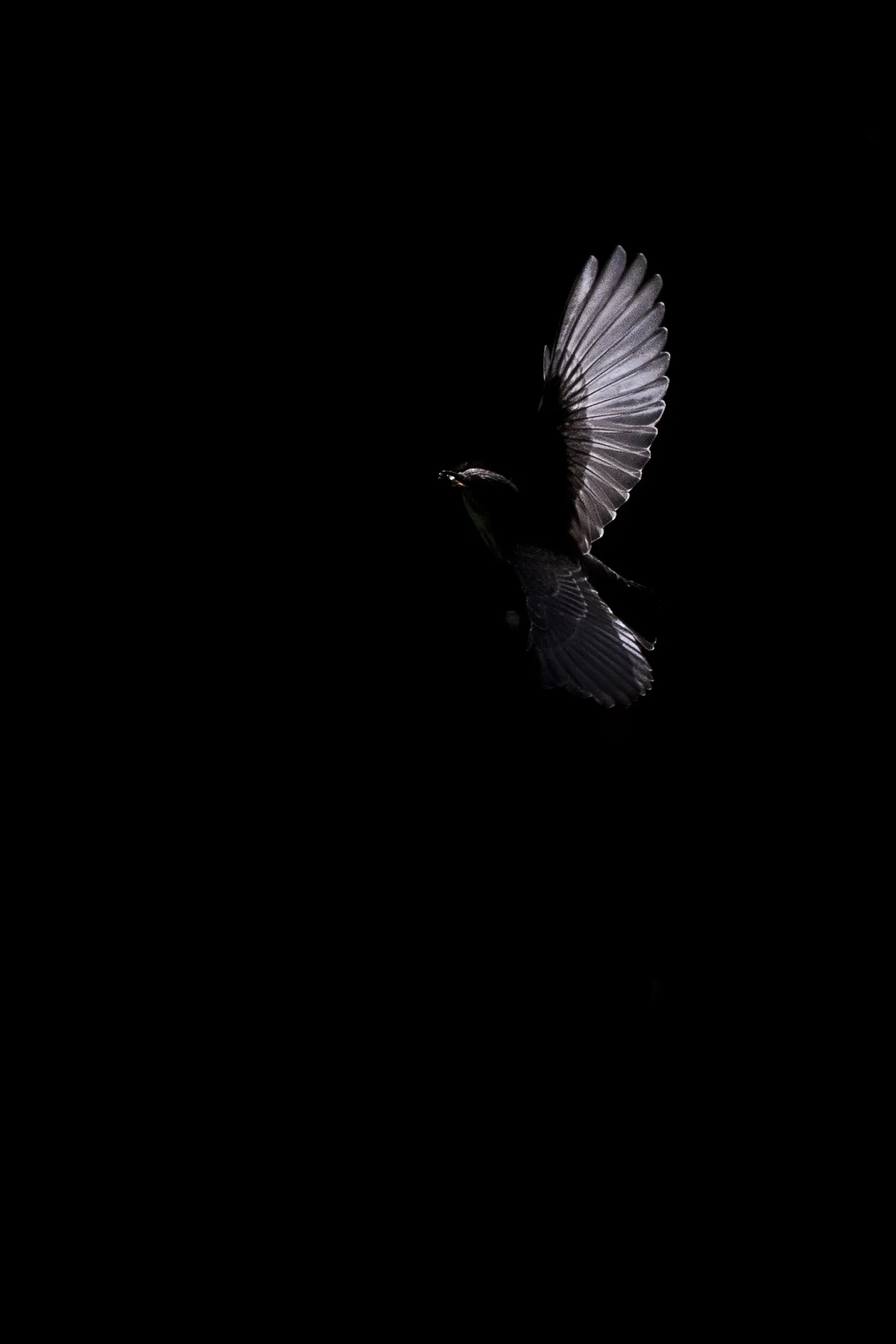 Dunkler Vogel mit weit ausgebreiteten Flügeln vor hellem Himmel