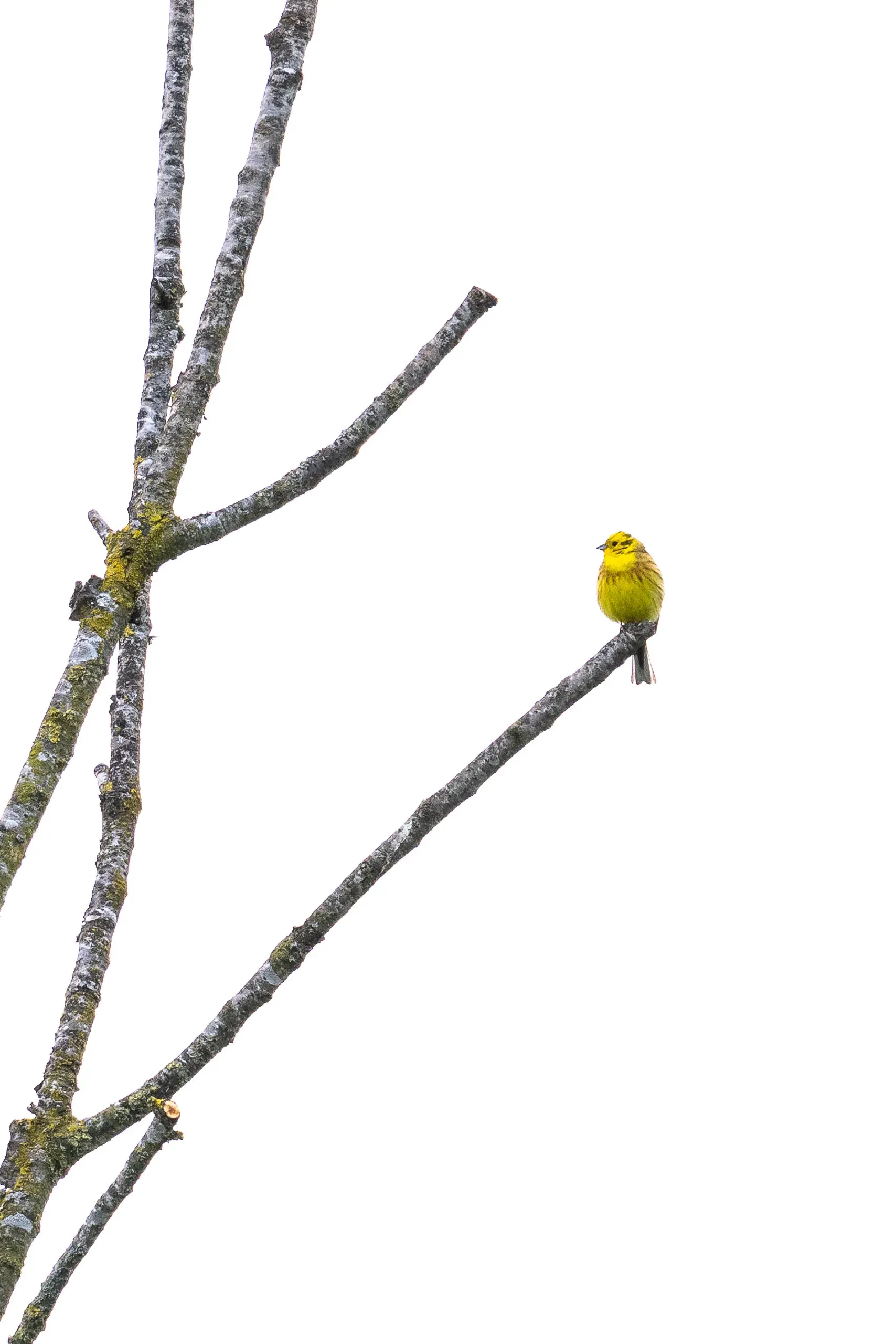 Goldammer auf kahlen Zweigen vor hellem Hintergrund