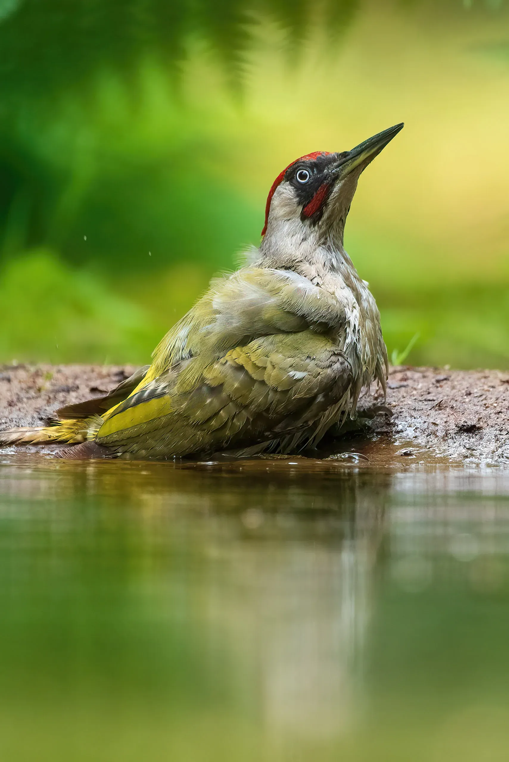Grünspecht badet in einer flachen Wasserstelle im Wald