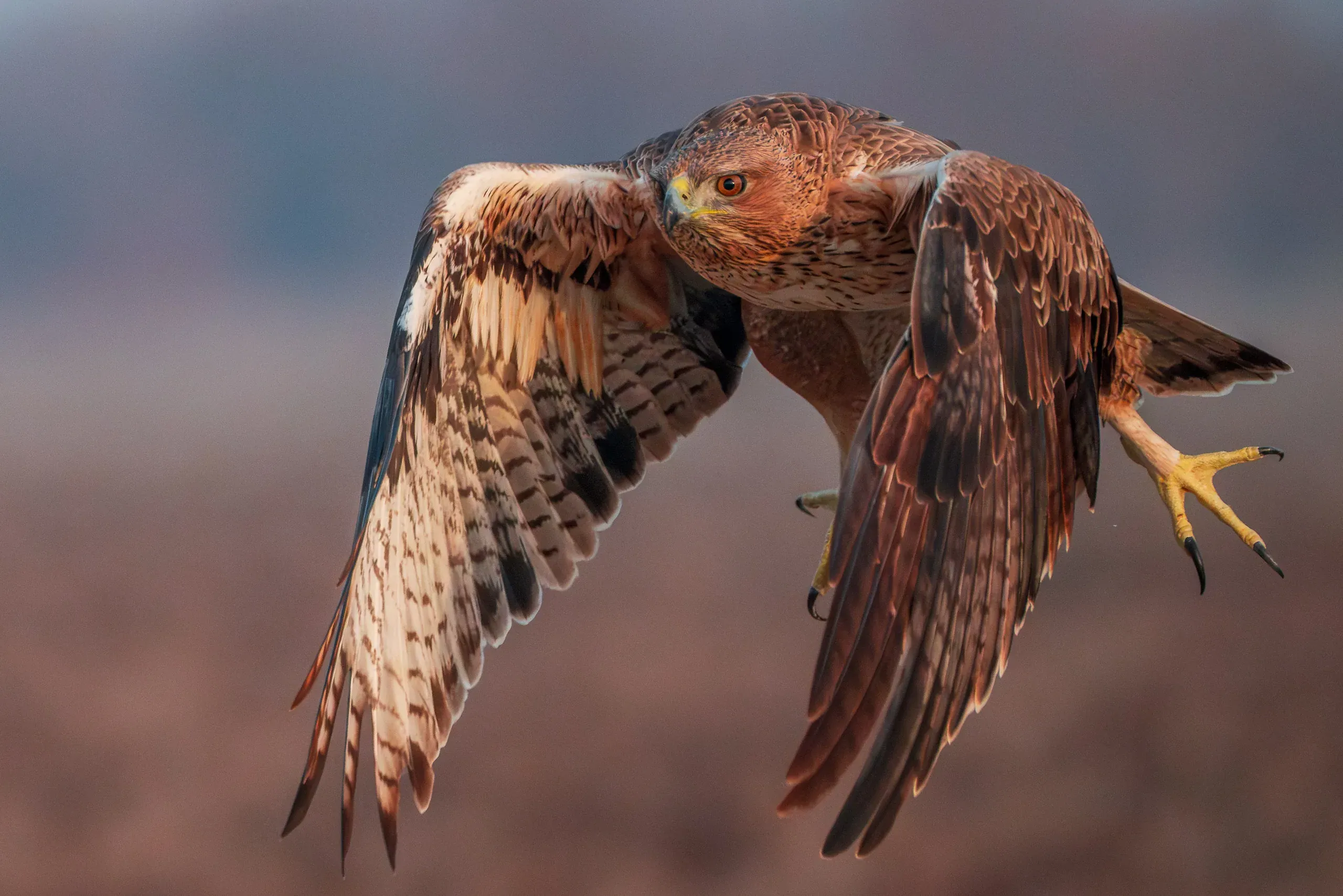 Habichtsadler im Flug dicht über dem Feld