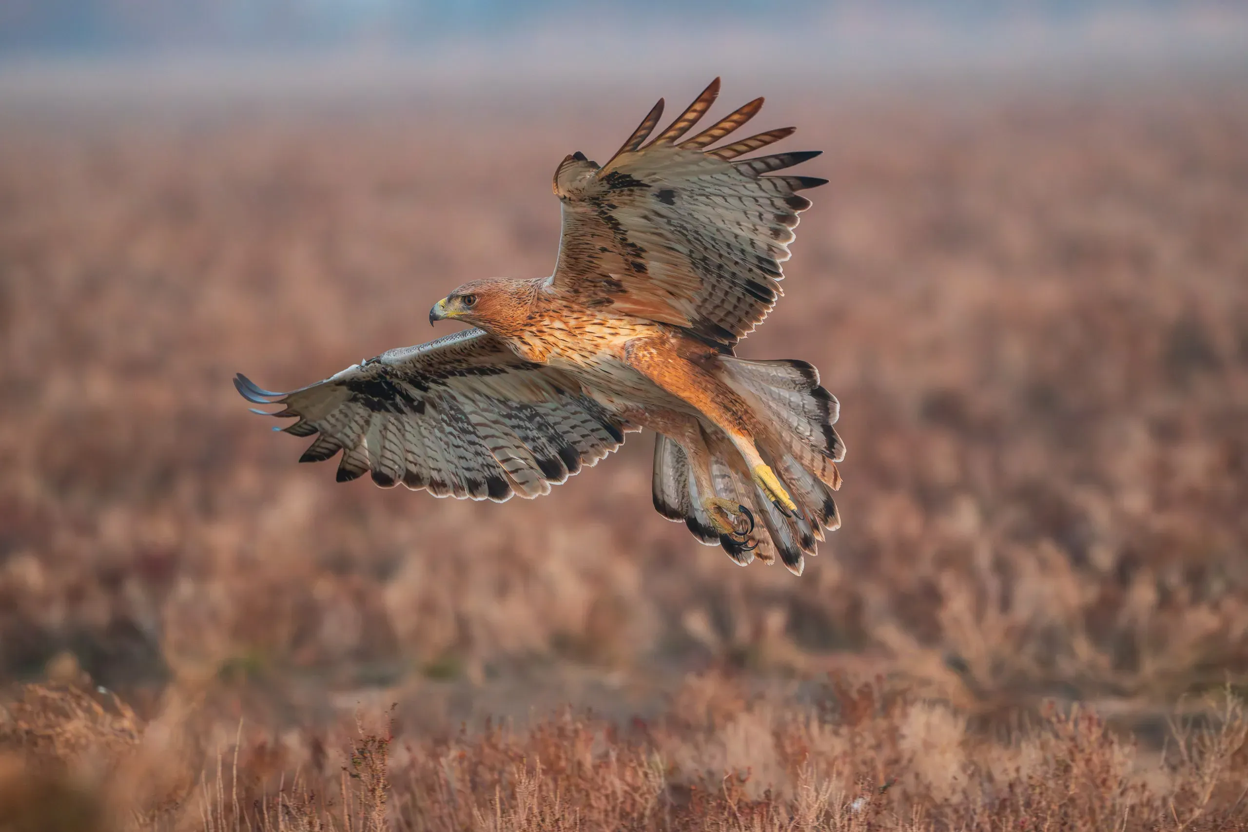 Habichtsadler segelt über herbstlichem Schilf