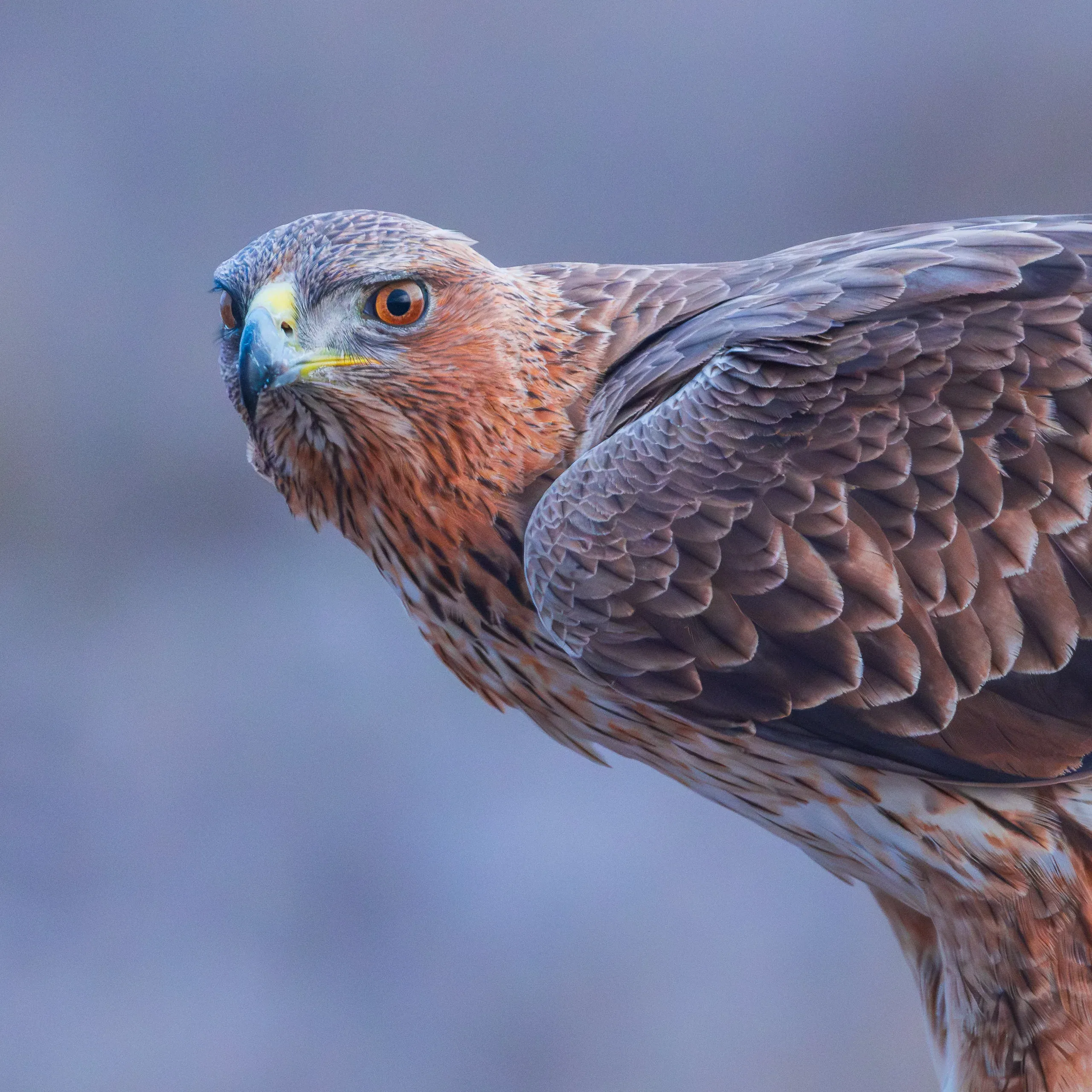 Habichtsadler im Porträt mit orangefarbenem Auge