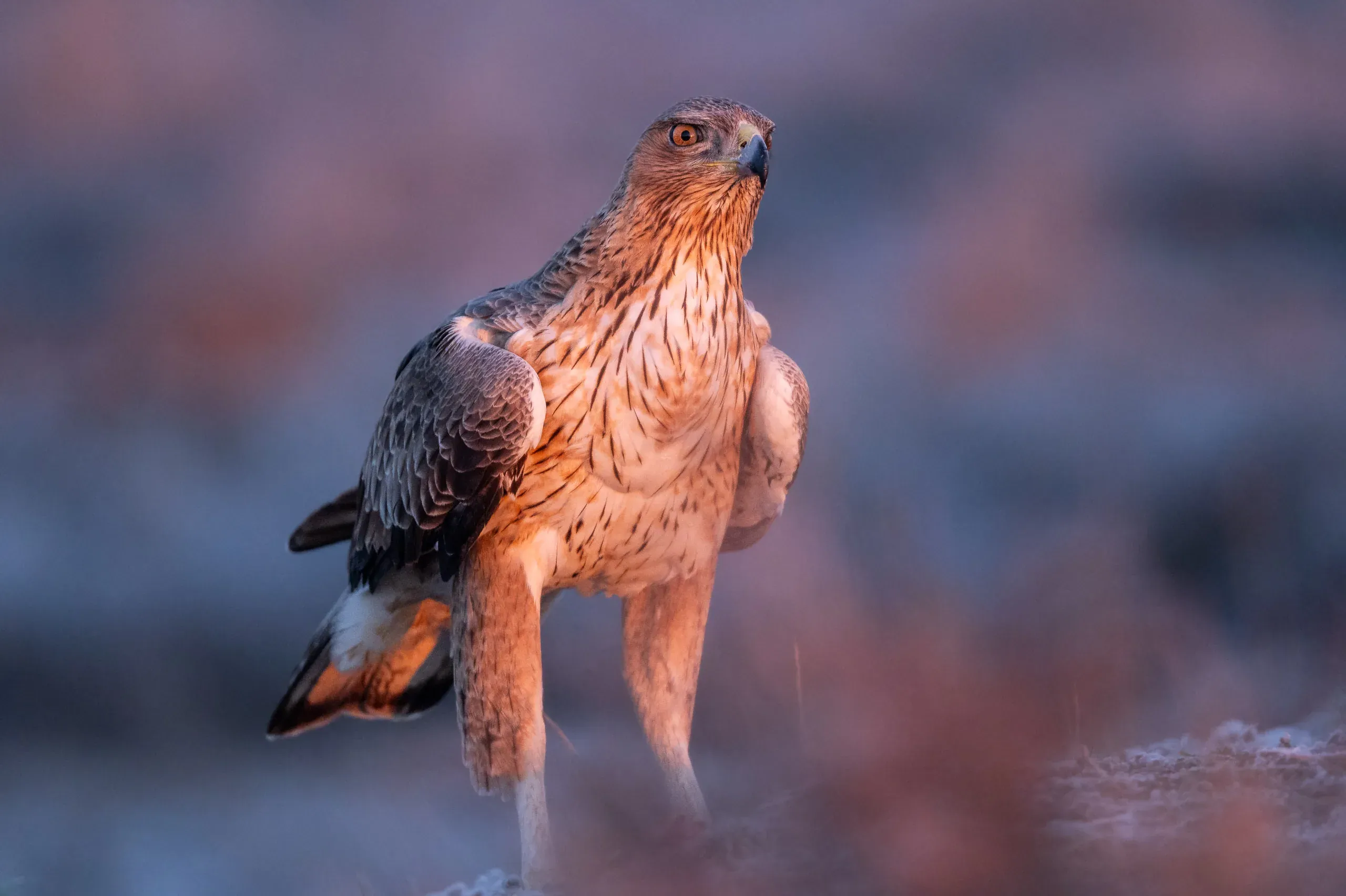 Habichtsadler mit hell gestreifter Brust im frostigen Morgenlicht