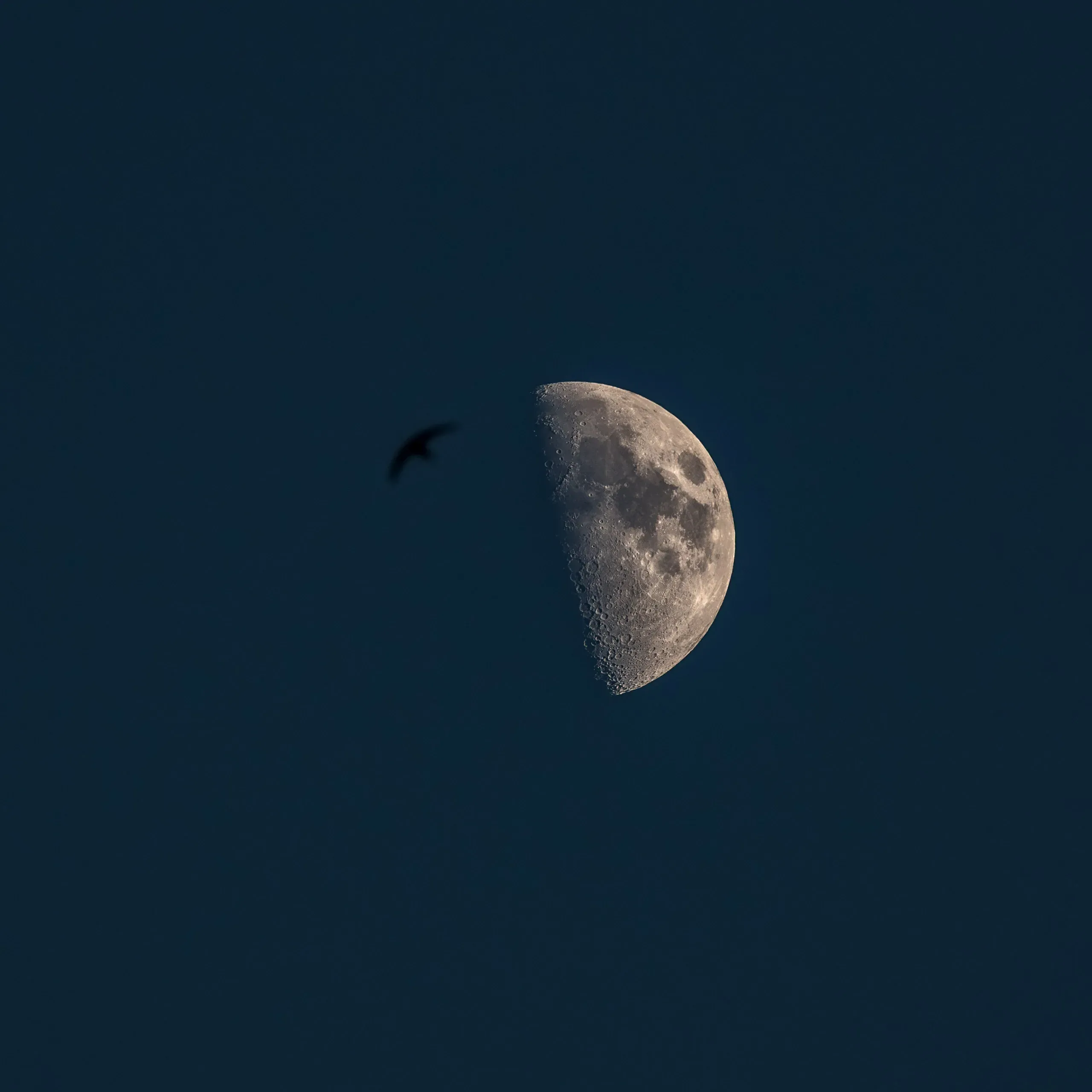 Zunehmender Halbmond in blauer Dämmerung, ein Vogel fliegt als Silhouette vorbei