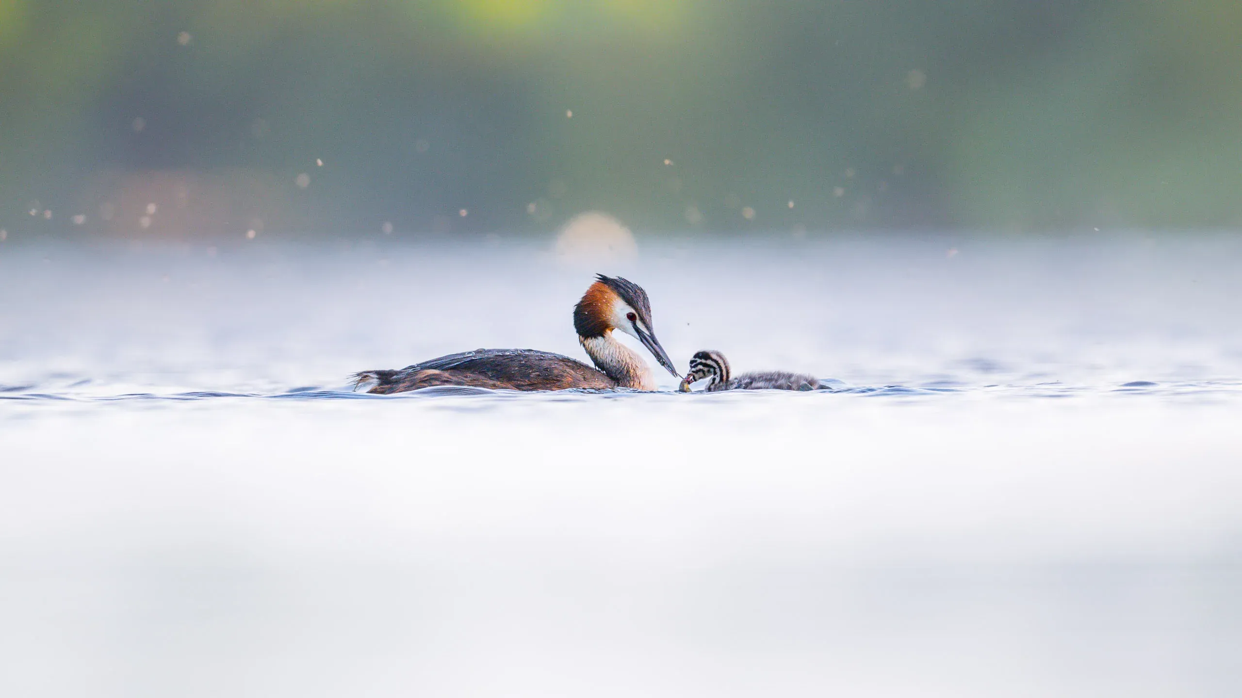 Haubentaucher trägt sein gestreiftes Küken über nebliges Wasser