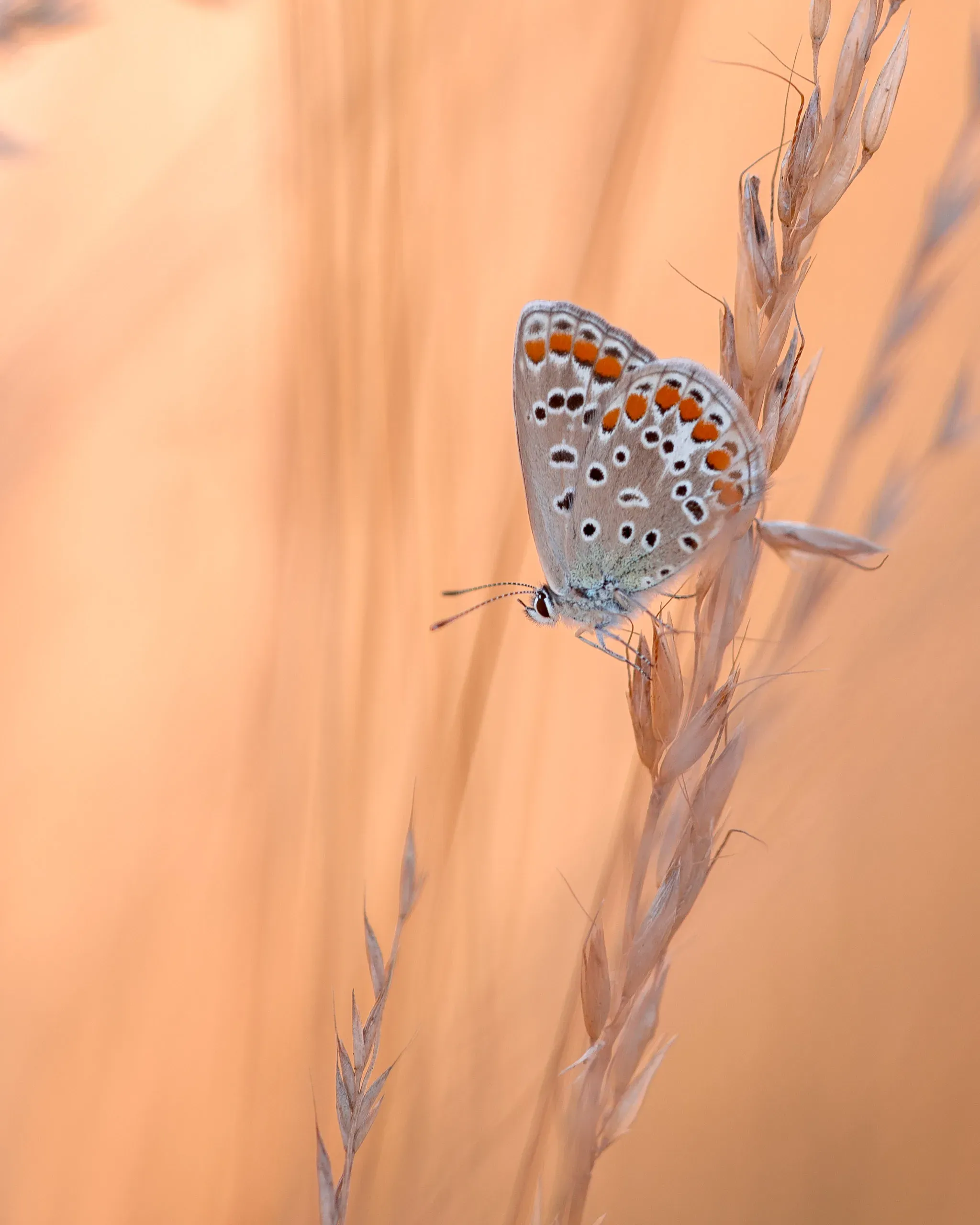 Hauhechel-Bläuling an einer Grasähre vor orangem Hintergrund