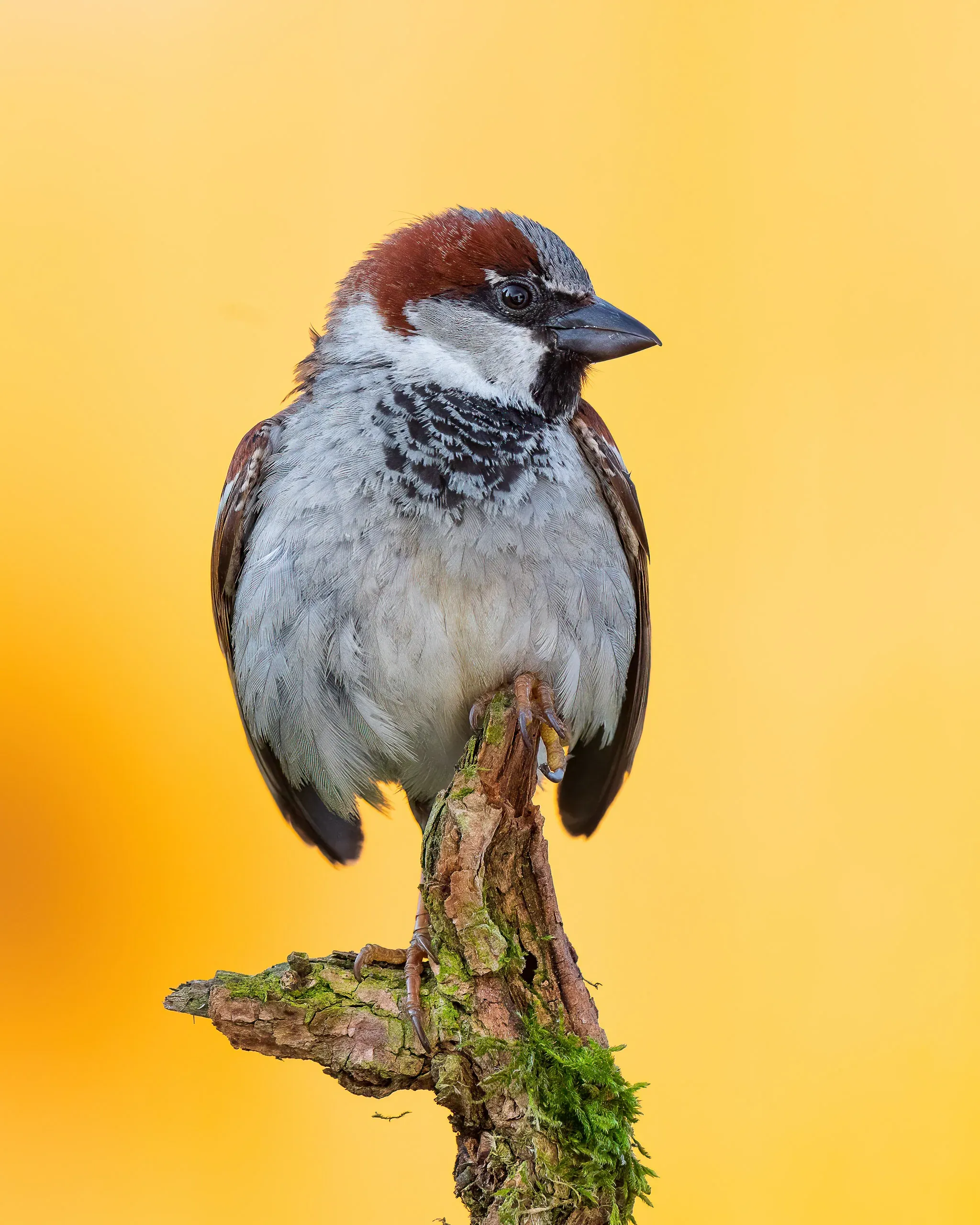 Männlicher Haussperling auf einem Ast vor gelbem Hintergrund