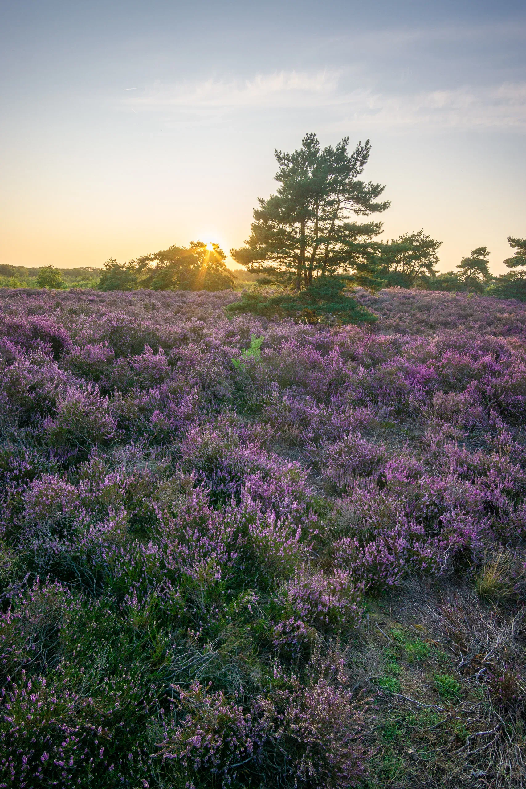 Blühende Heide mit einzelner Kiefer im goldenen Gegenlicht des Sonnenuntergangs