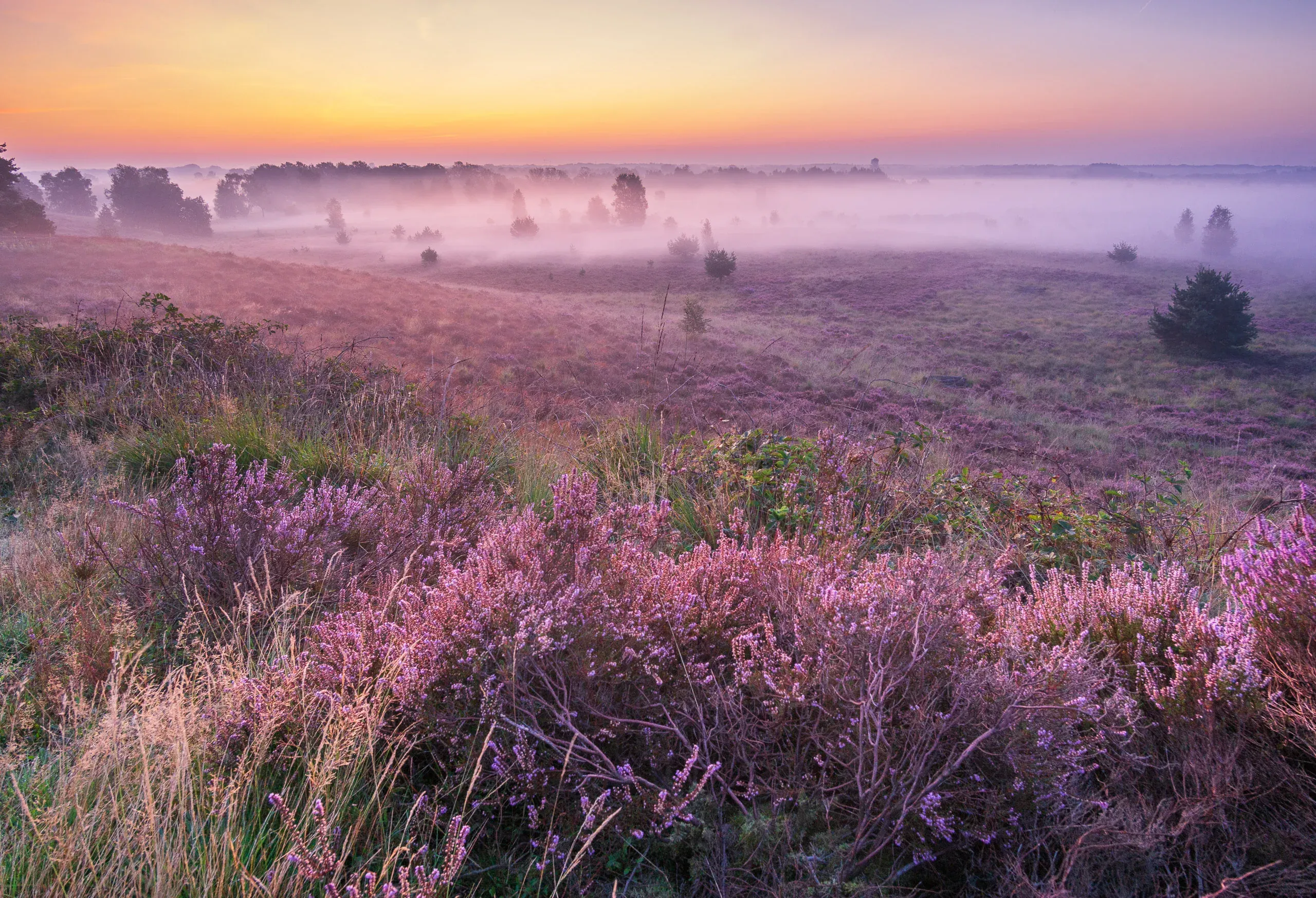 Blühende Heide im Morgennebel bei Sonnenaufgang, lila und rosa Töne