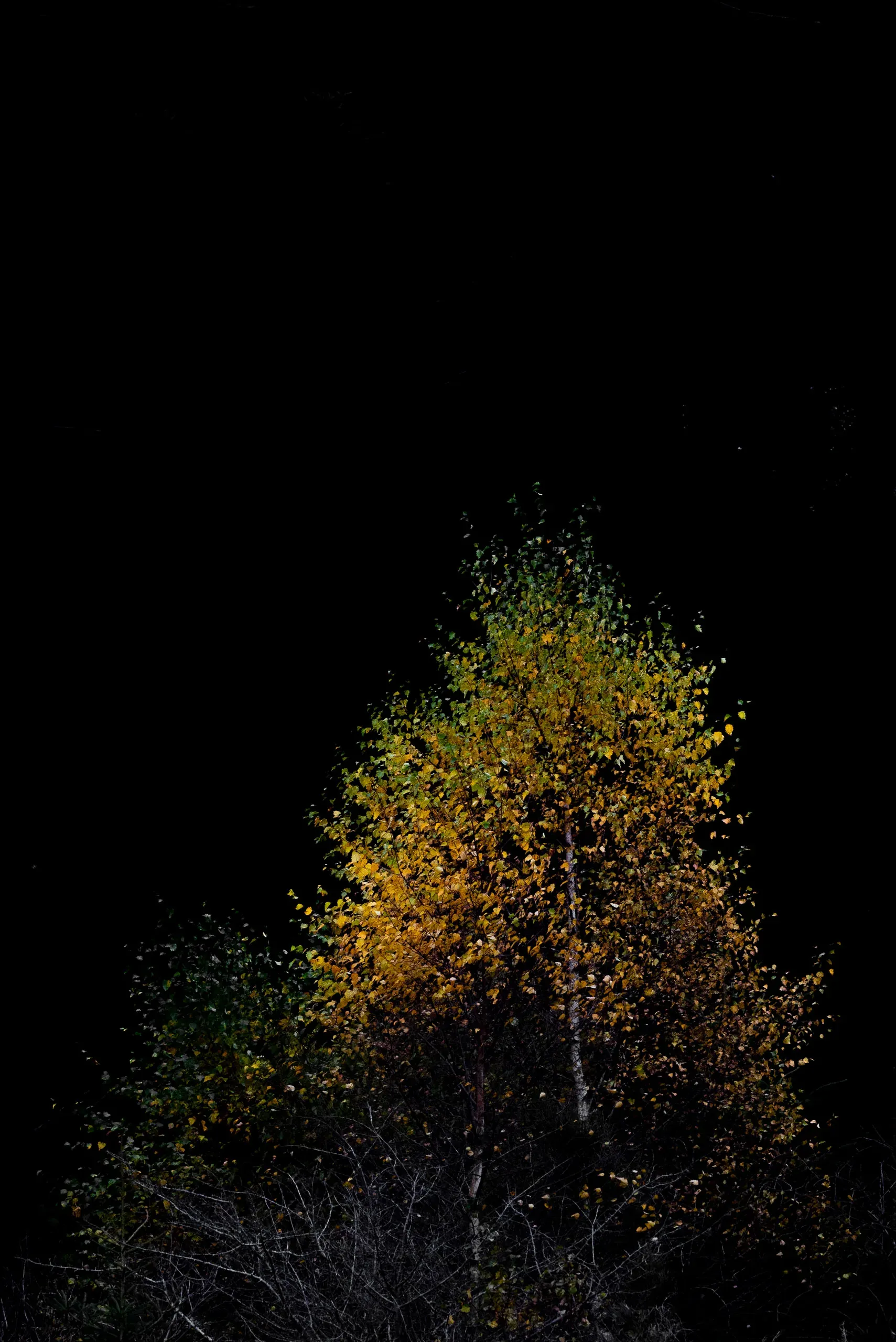 Gelb-grün leuchtende Herbstbirke, vom Licht aus der Dunkelheit gehoben