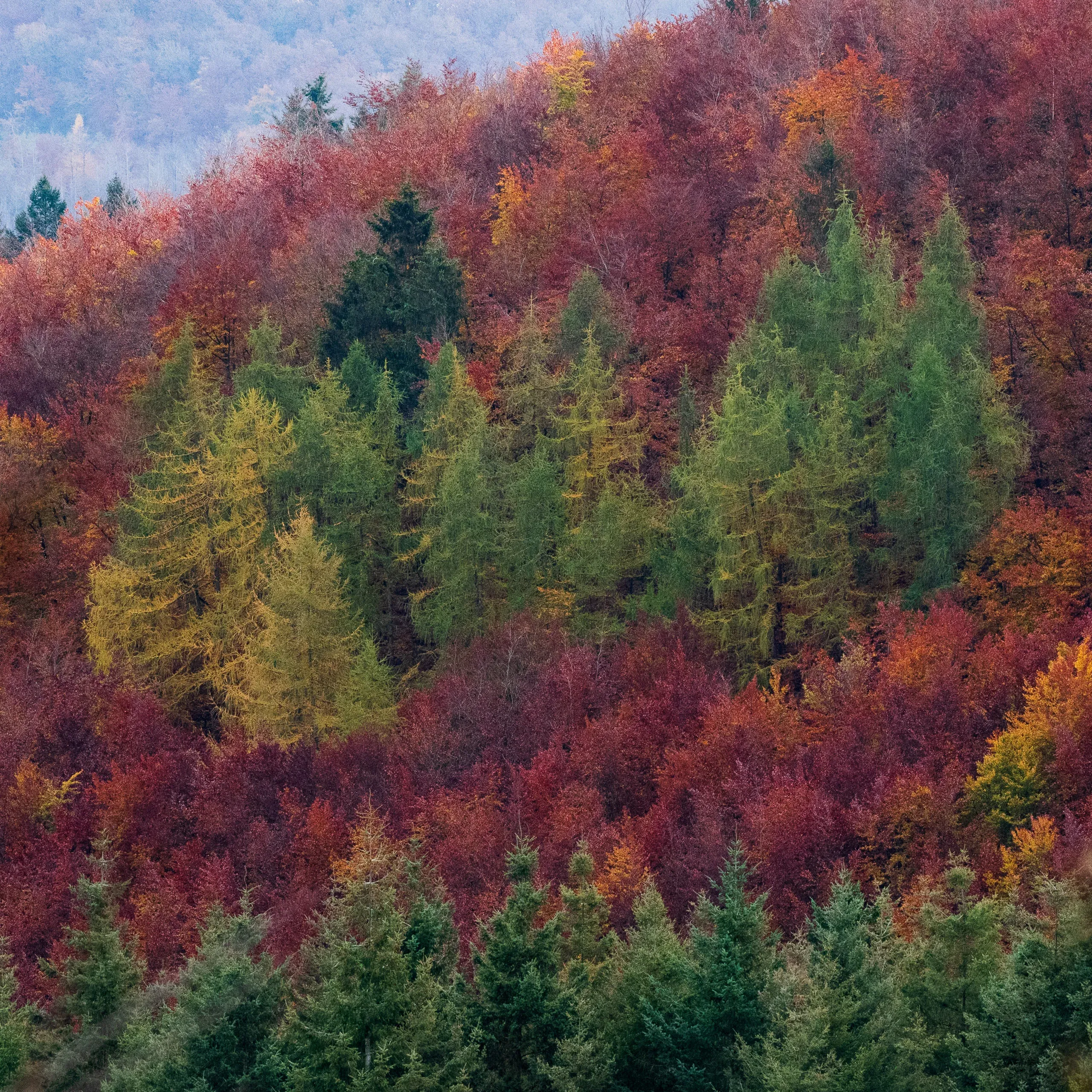 Herbstlicher Mischwald am Hang in Rot, Gelb und Grün