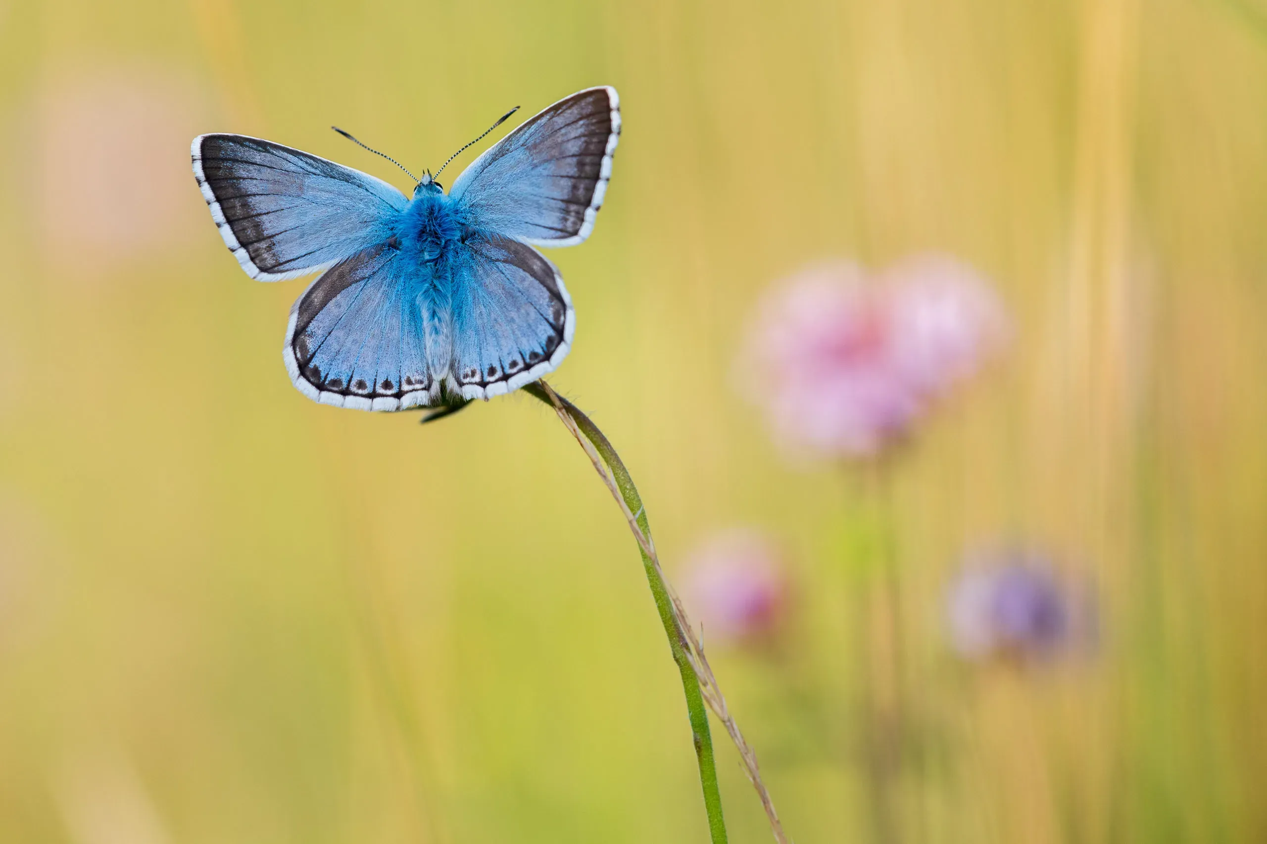 Männchen des Himmelblauen Bläulings mit leuchtend blauen Flügeln auf einer Blüte