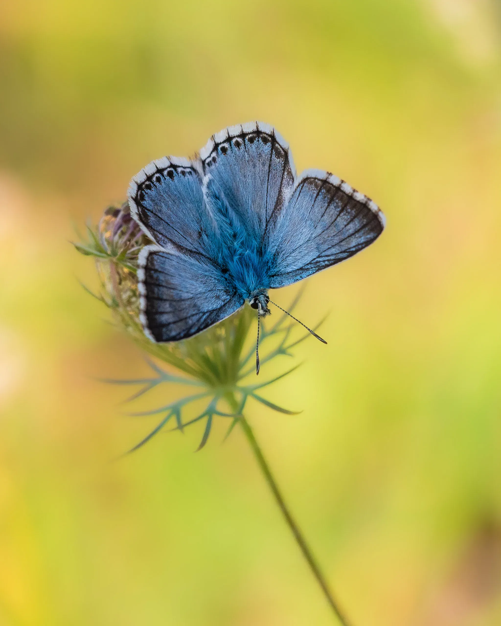 Himmelblauer Bläuling mit aufgeklappten blauen Flügeln auf einer Wilden Möhre