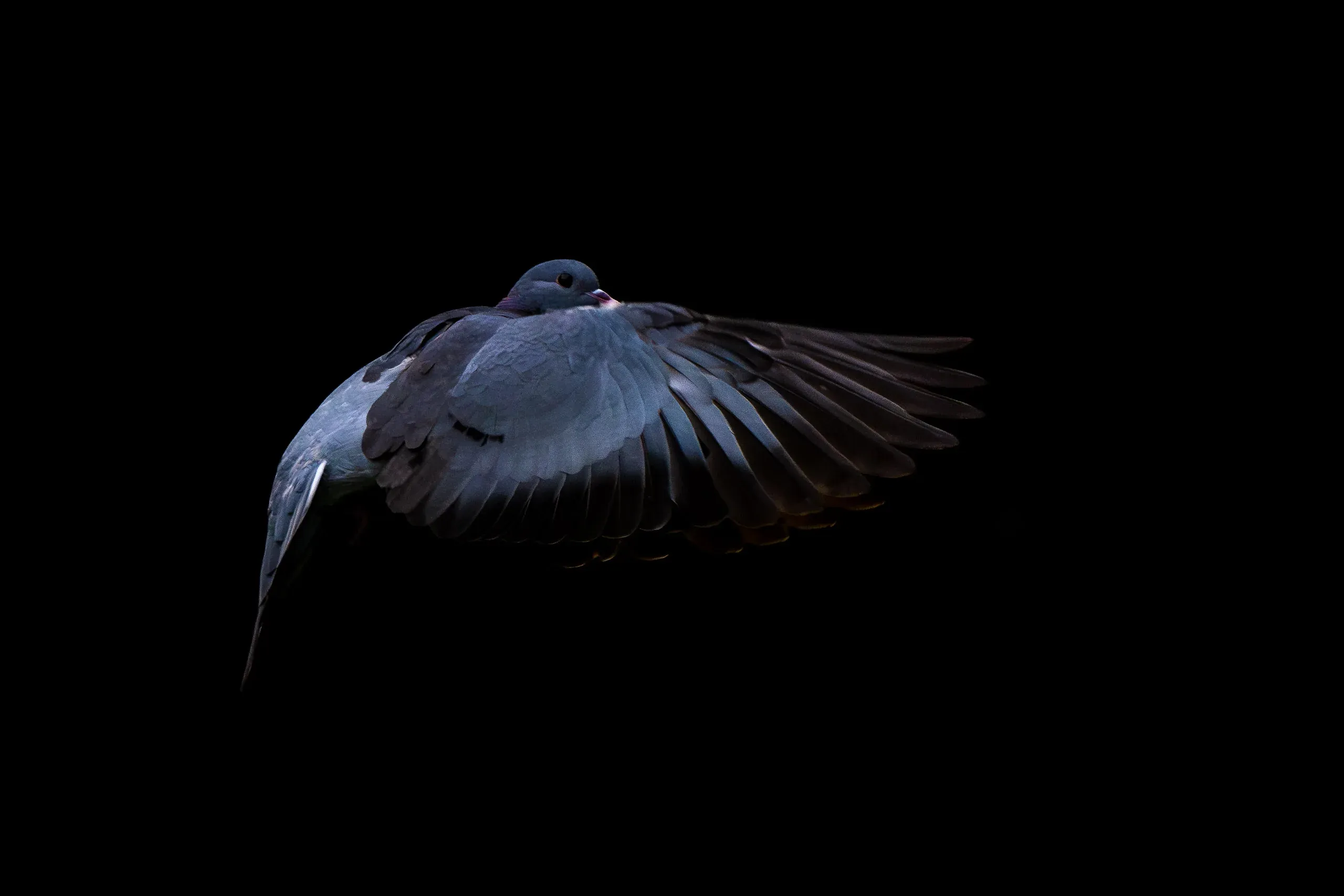 Hohltaube im Flug, low-key vor schwarzem Hintergrund