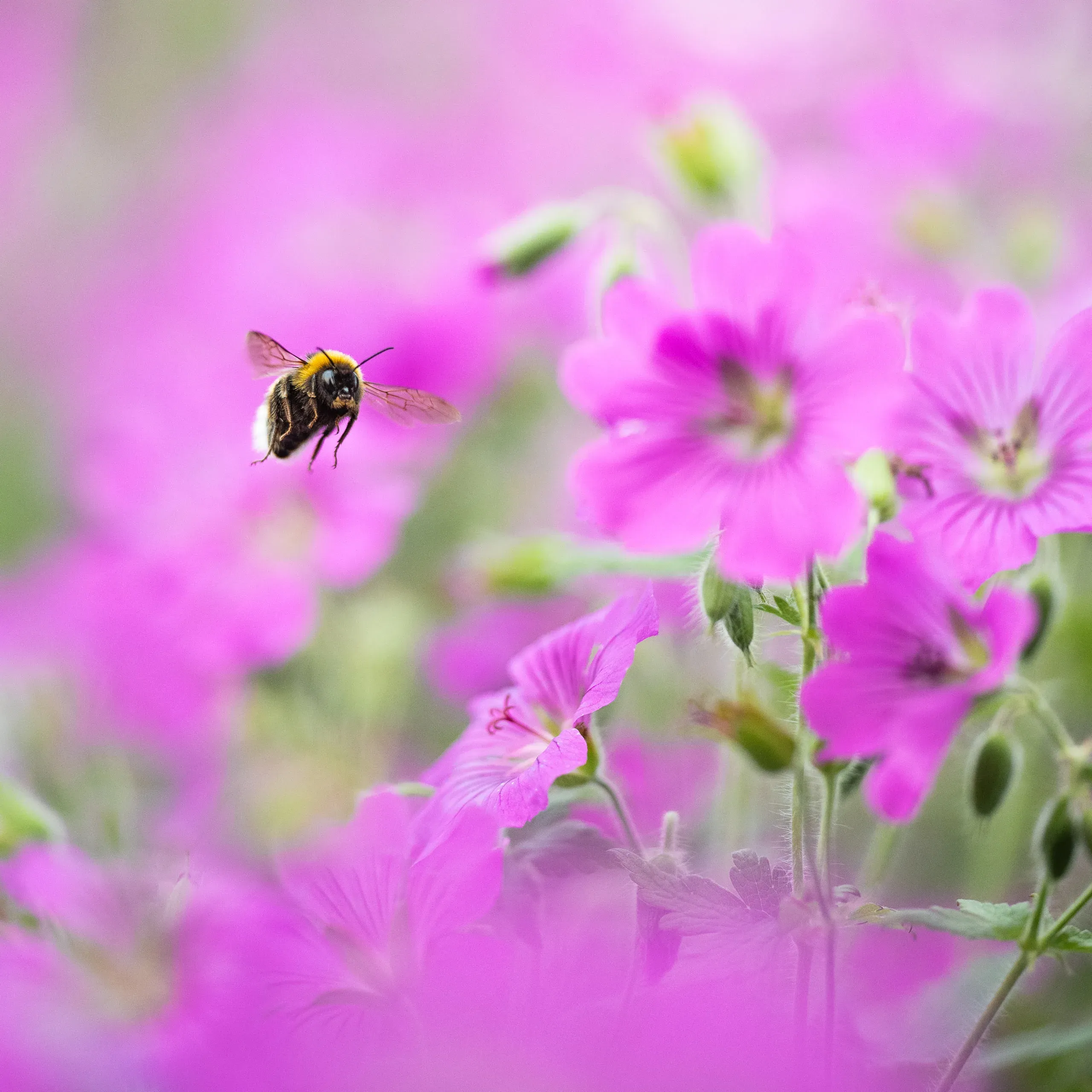 Buff-tailed Bumblebee