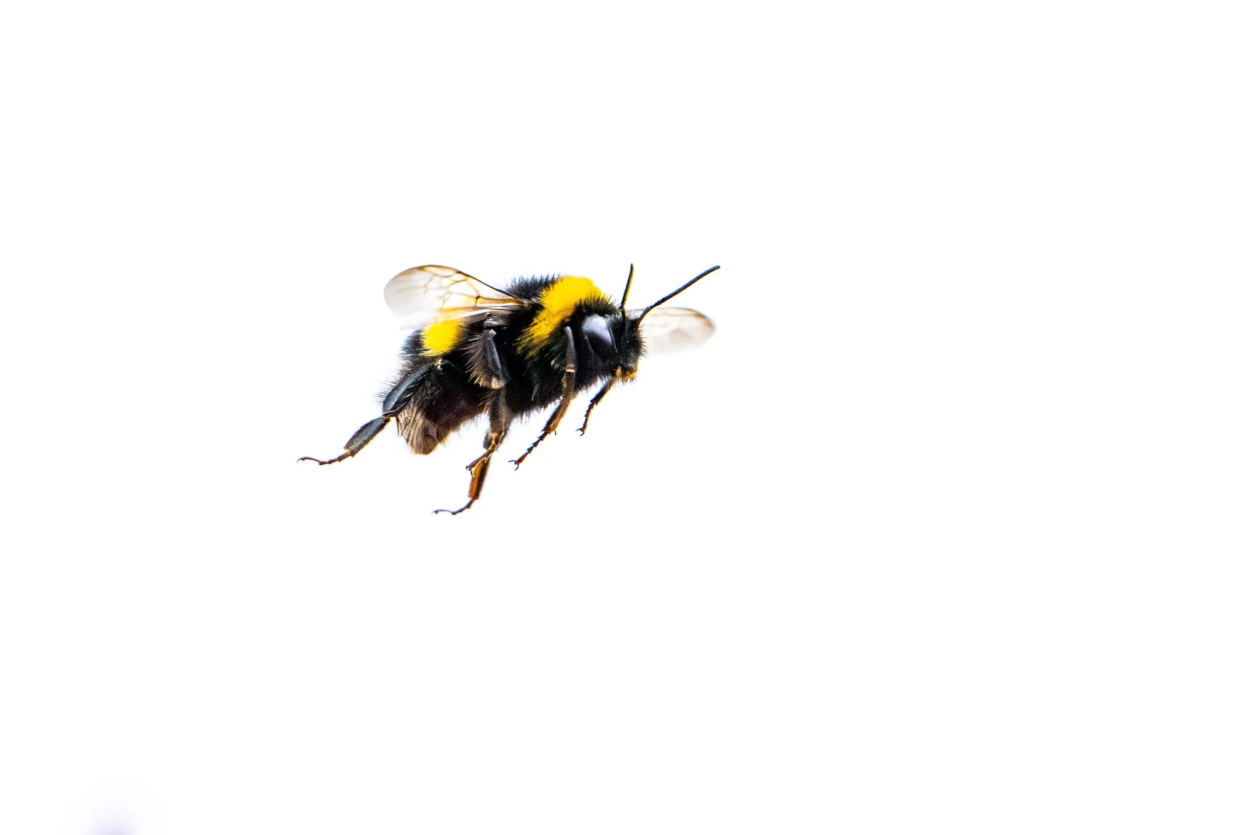 Dunkle Erdhummel im Flug vor weißem Hintergrund