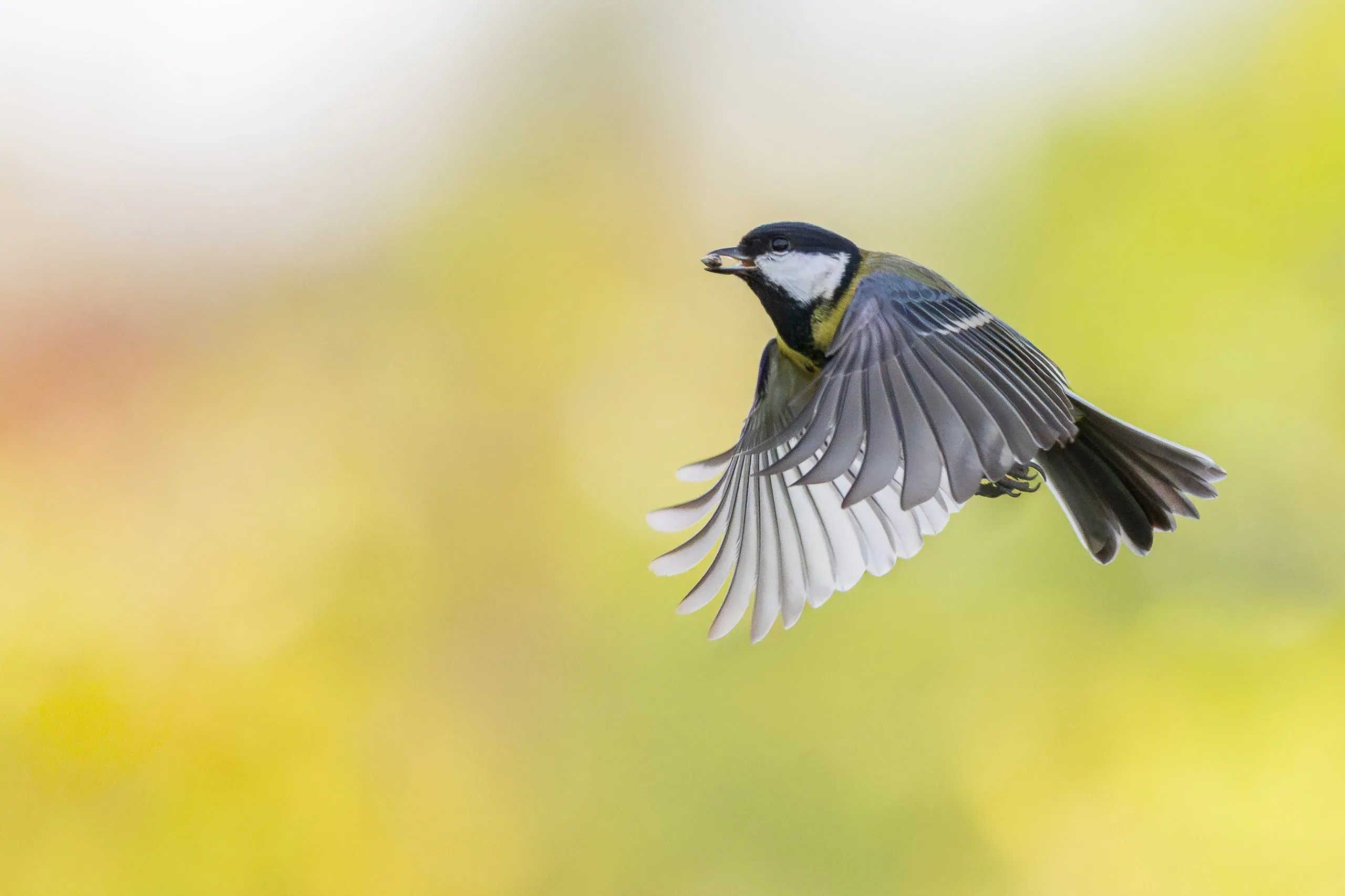 Kohlmeise im Flug mit Futter vor buntem Herbstlaub