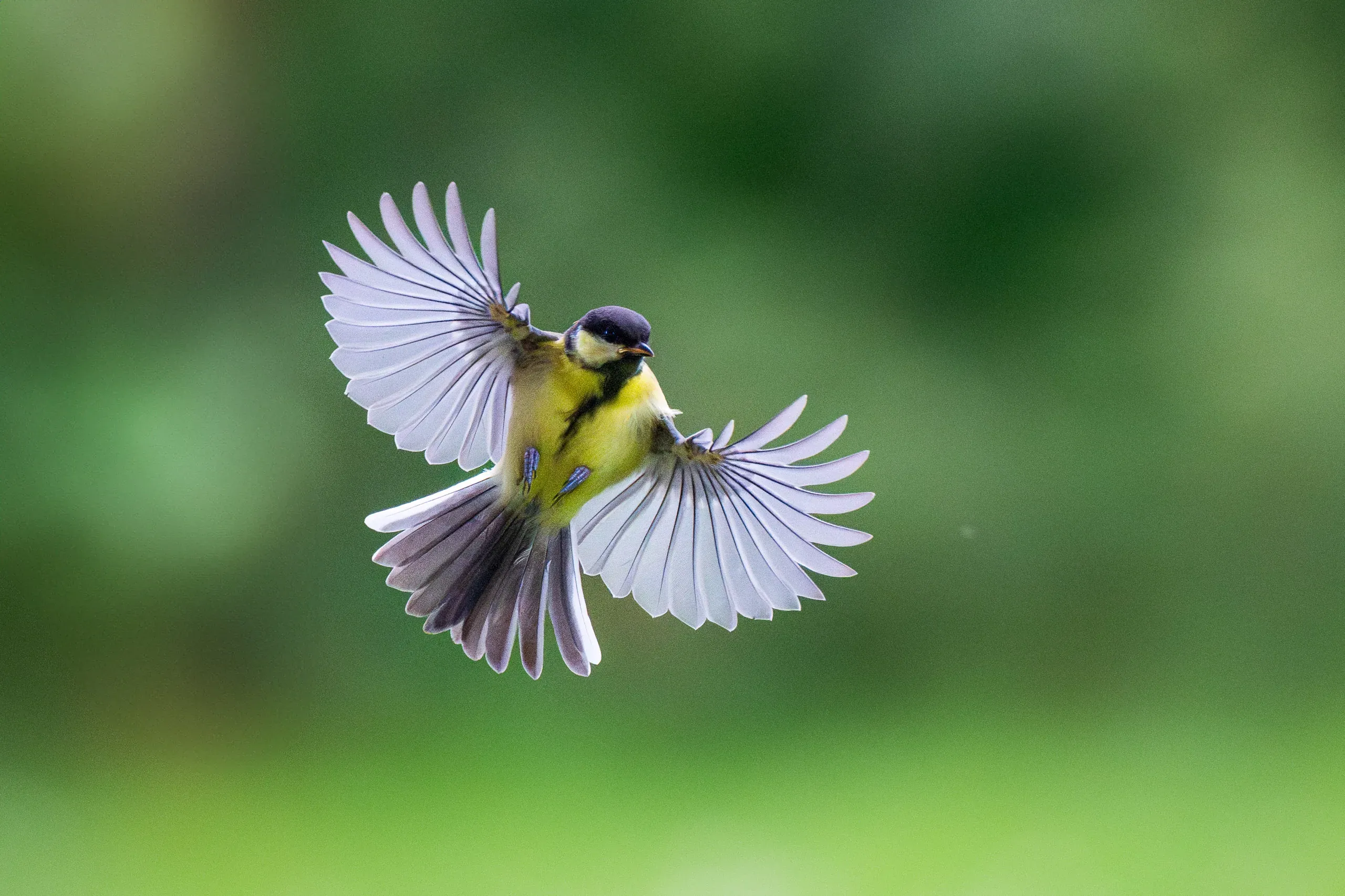 Kohlmeise im Flug mit gespreizten Flügeln vor grünem Hintergrund