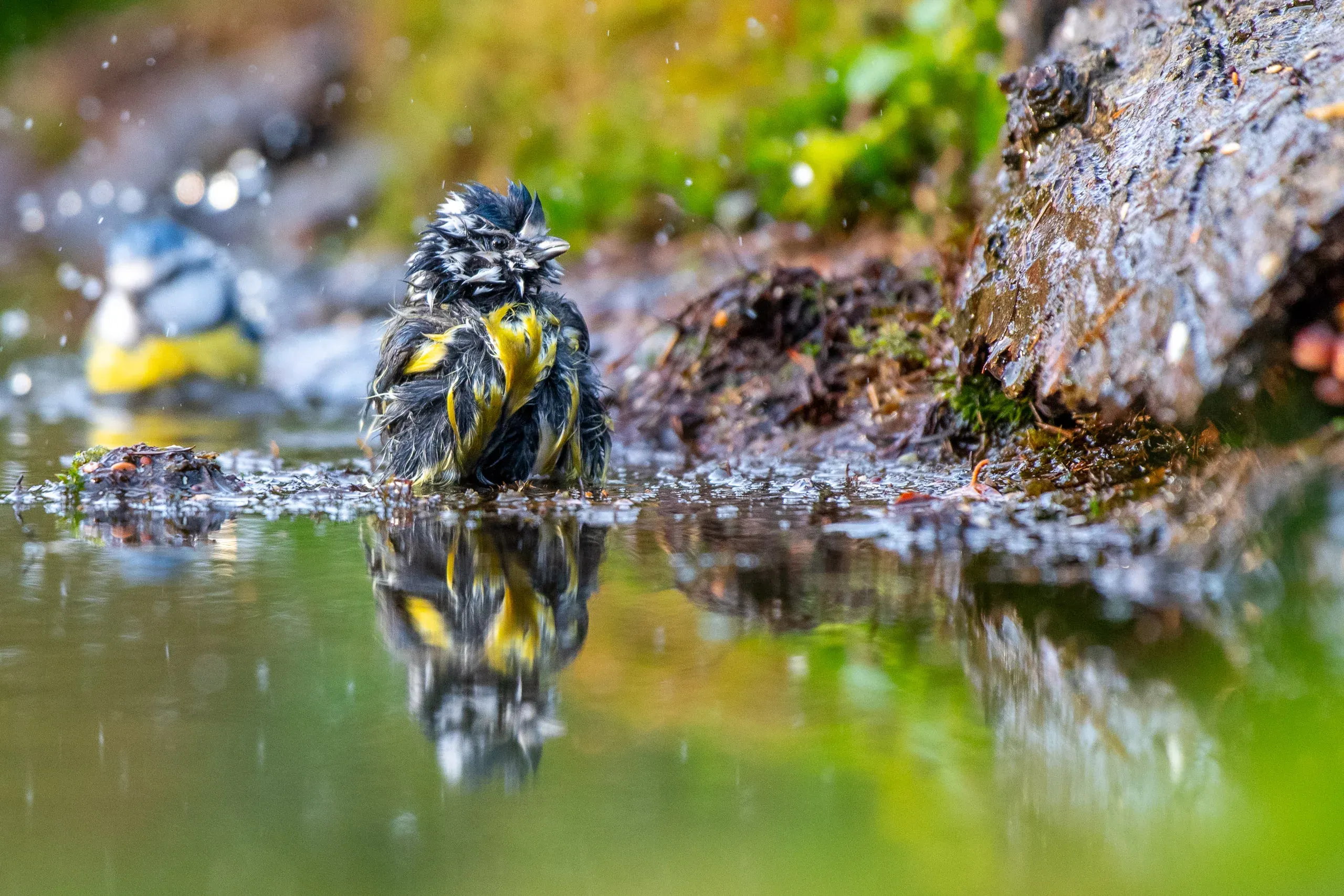 Kohlmeise badet in einer Wasserstelle, im Hintergrund eine Blaumeise