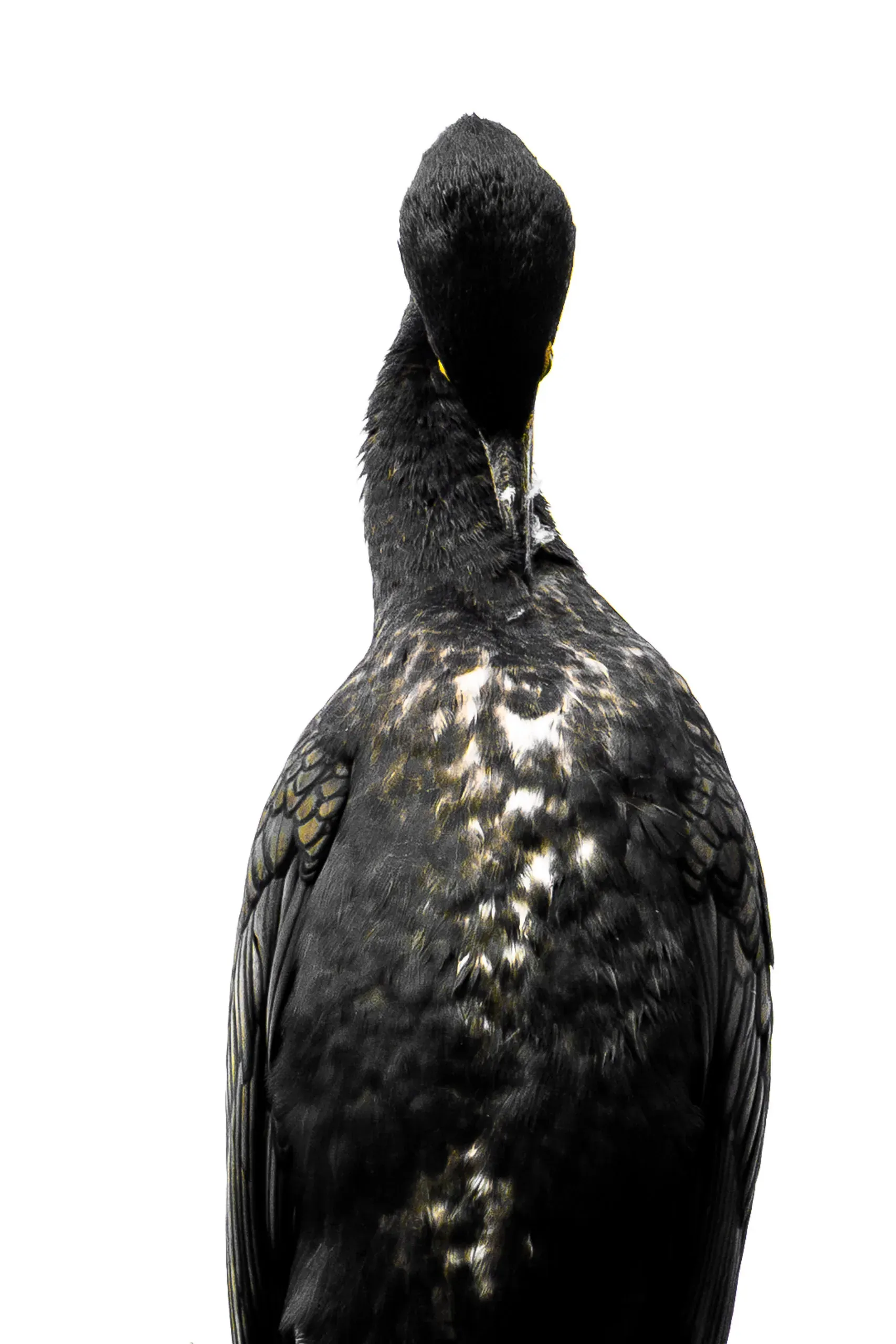 Kormoran von hinten mit gebogenem Hals vor weißem Hintergrund