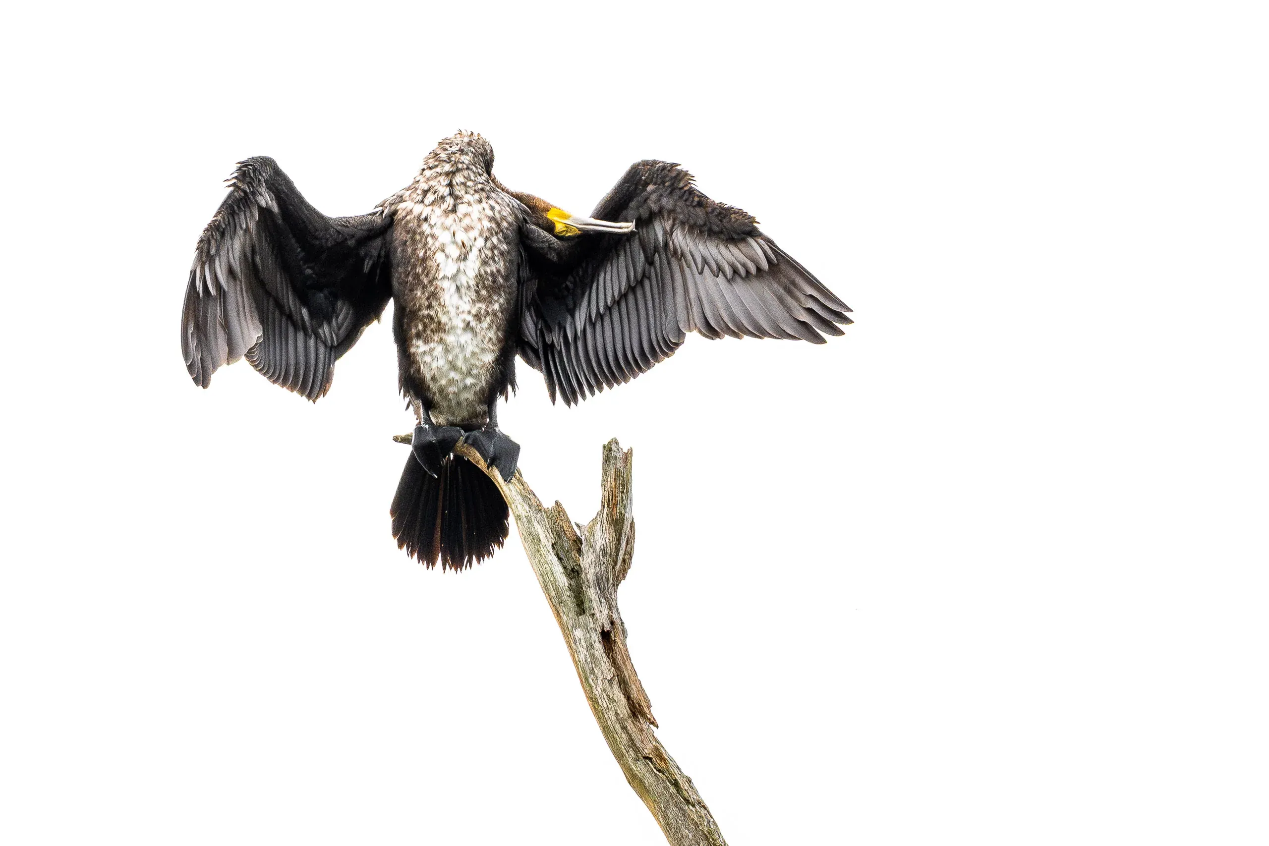Kormoran breitet die Flügel auf einem Ast vor weißem Hintergrund aus