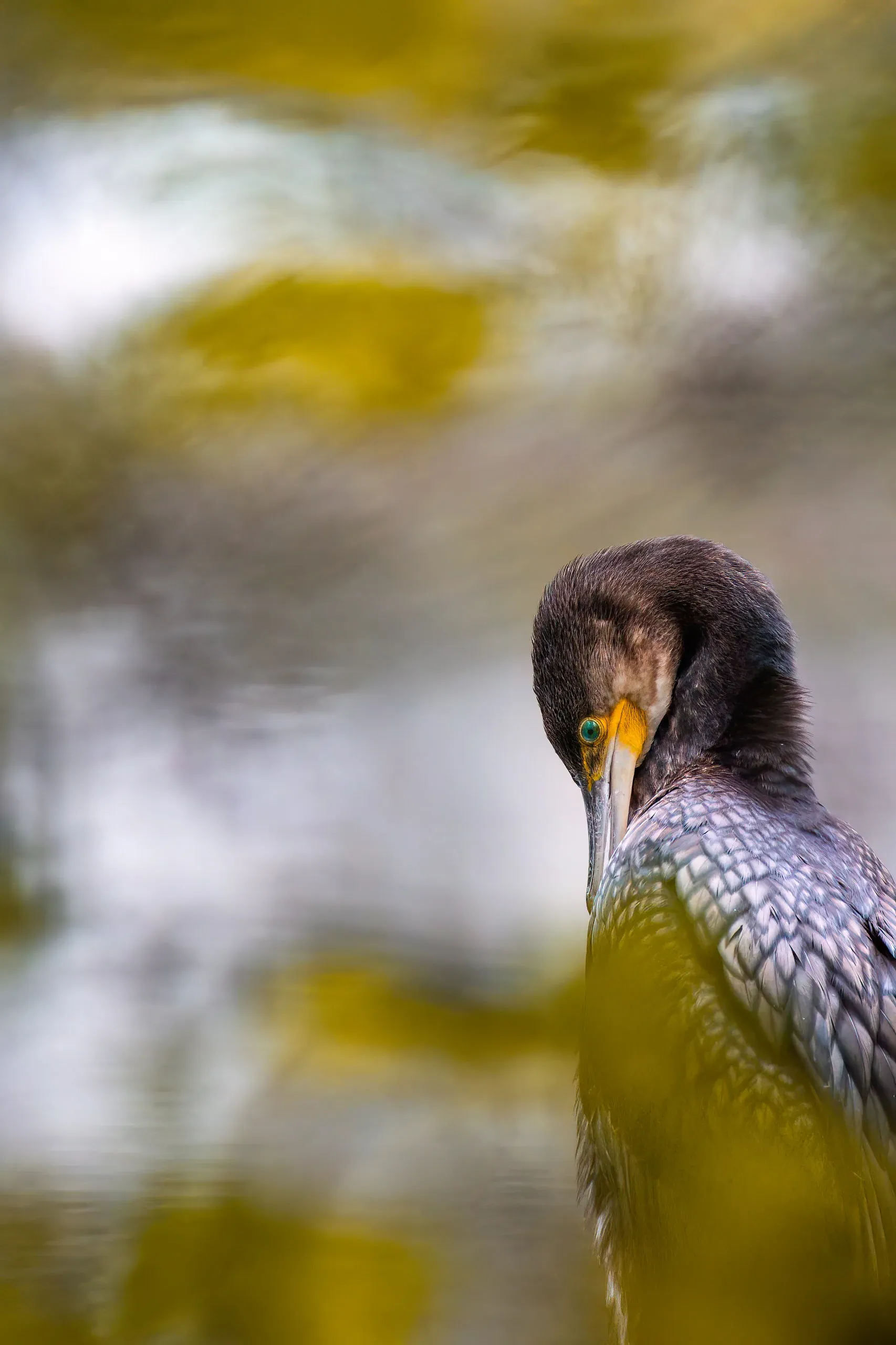 Kormoran putzt sein Gefieder vor herbstlicher Spiegelung