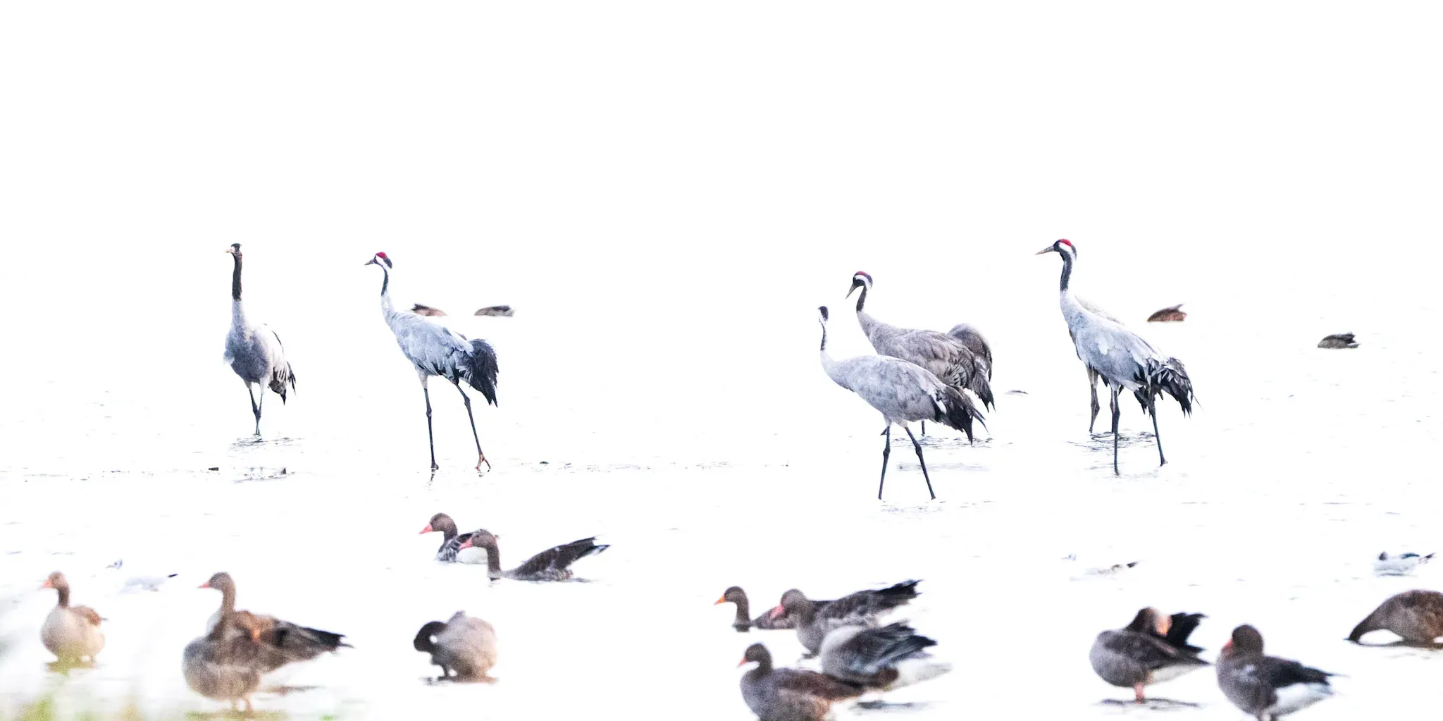 Kraniche und Gänse – Sehlendorfer Binnensee (Ostsee, Schleswig-Holstein)
