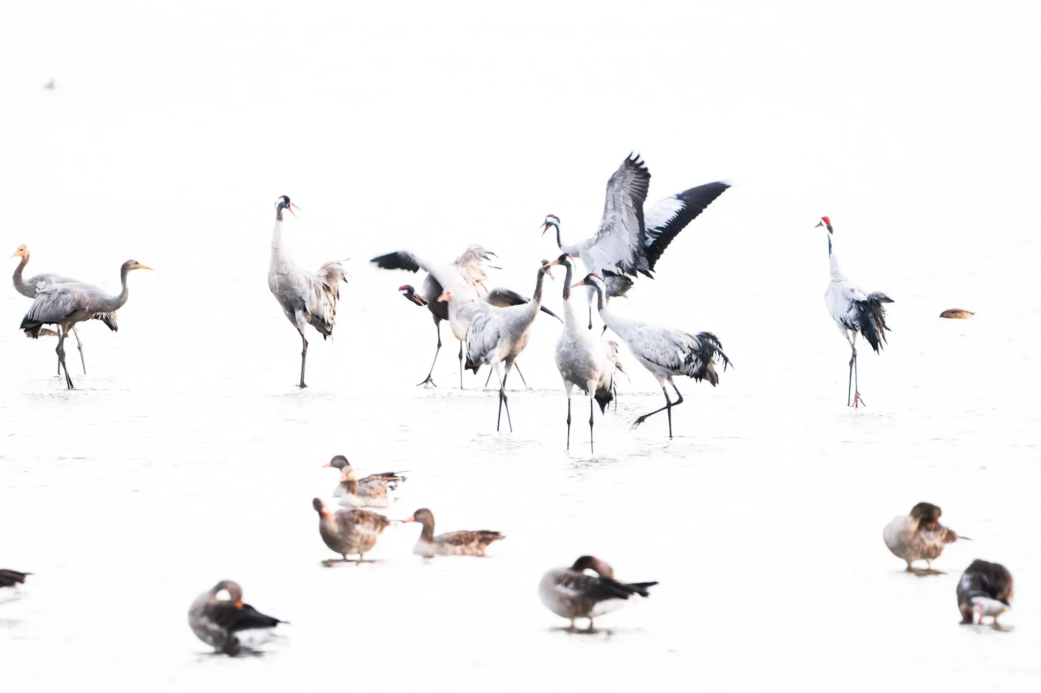 Kranichgruppe im Flachwasser – Sehlendorfer Binnensee (Ostsee, Schleswig-Holstein)