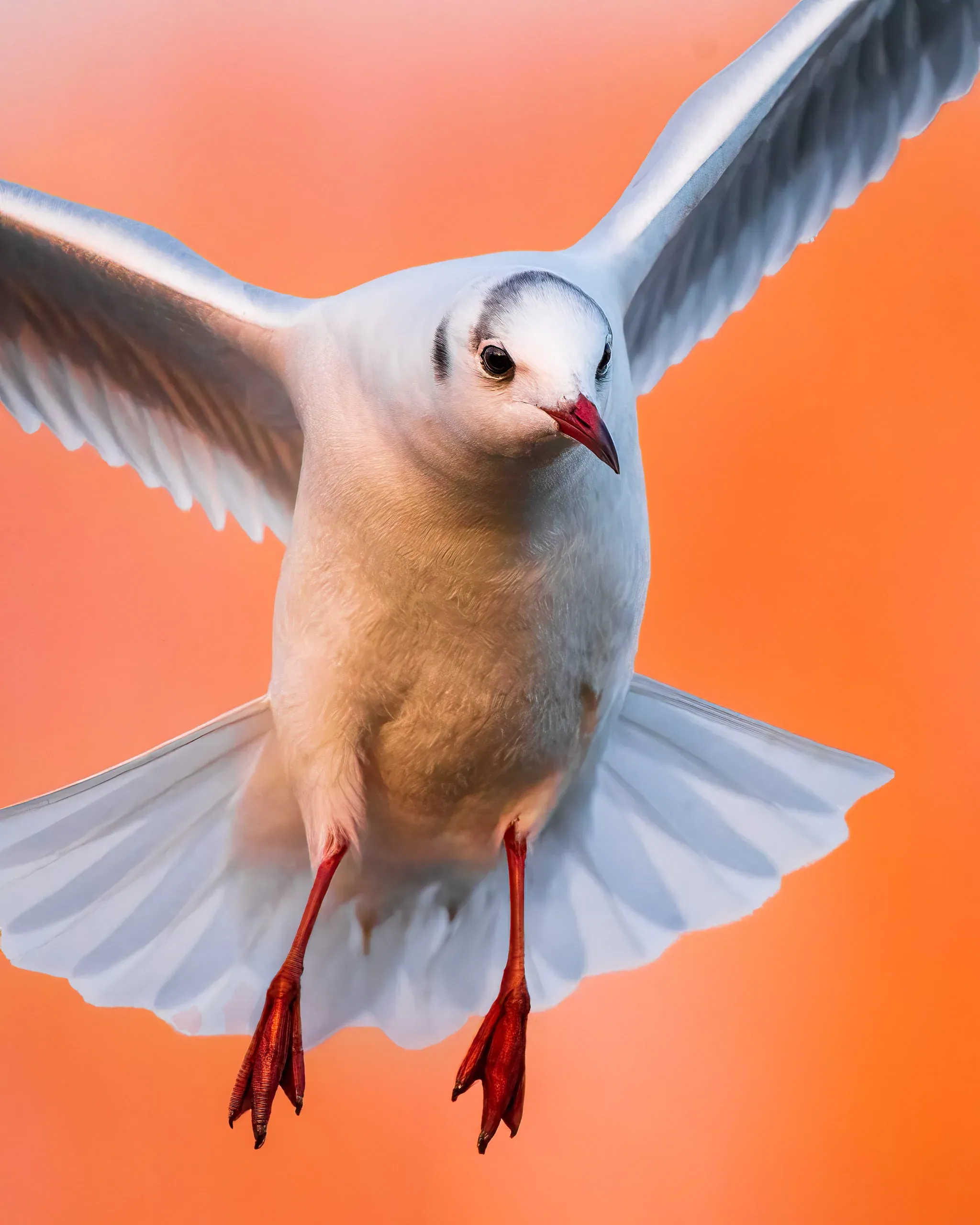 Lachmöwe fliegt frontal auf die Kamera zu vor orangem Hintergrund