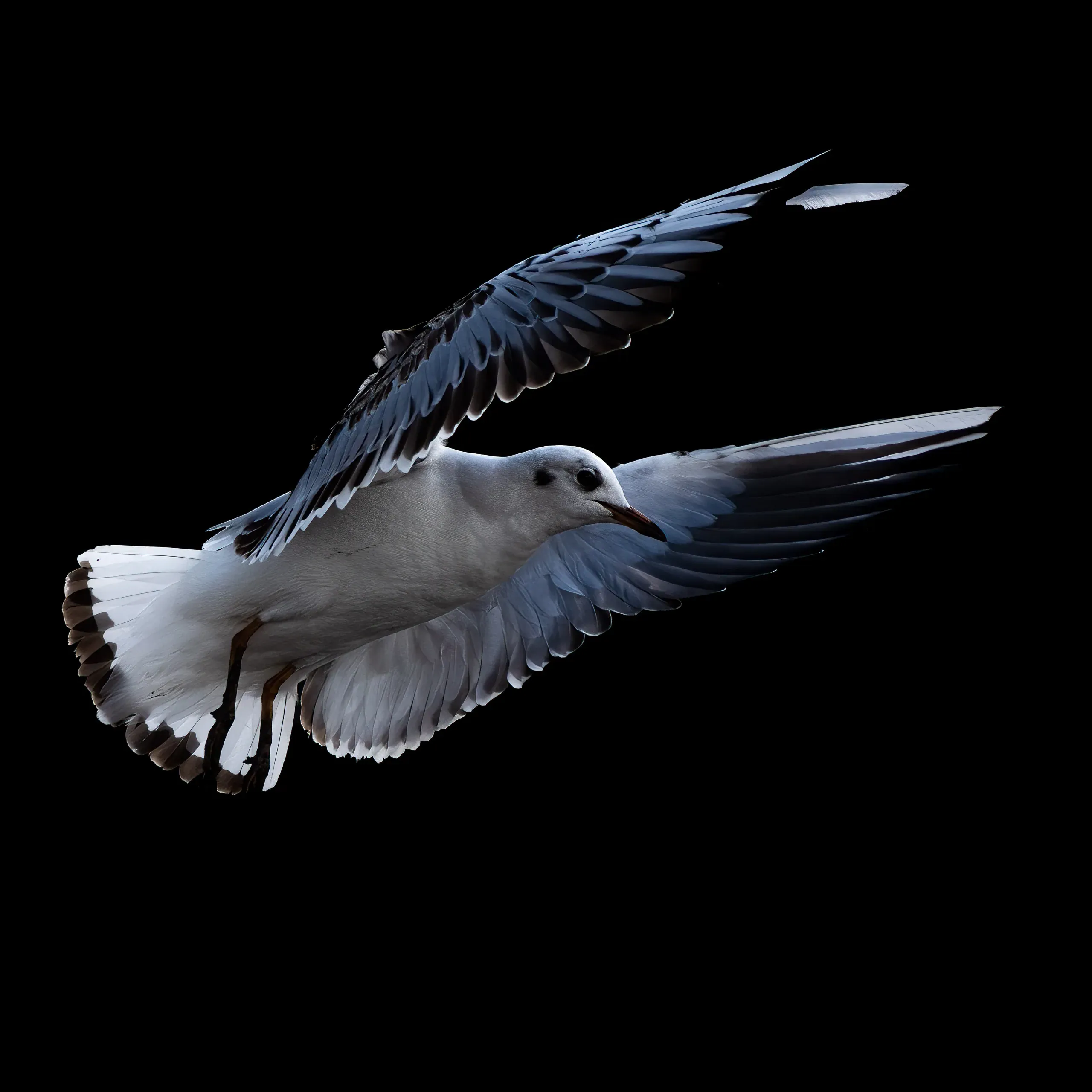 Lachmöwe im Flug, hell vor schwarzem Hintergrund
