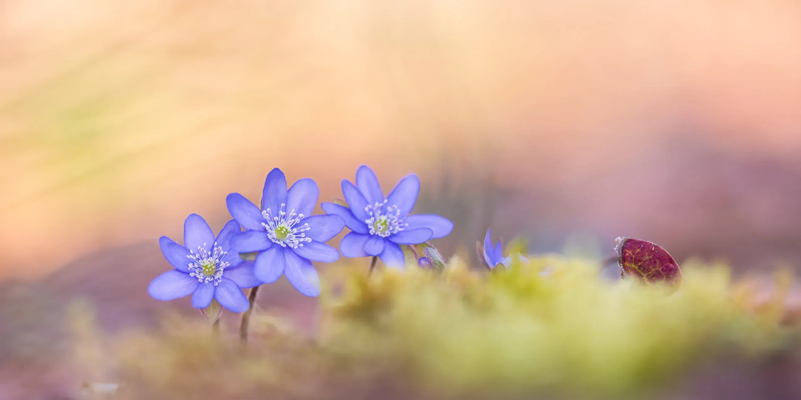 Blau blühendes Leberblümchen im weichen Morgenlicht