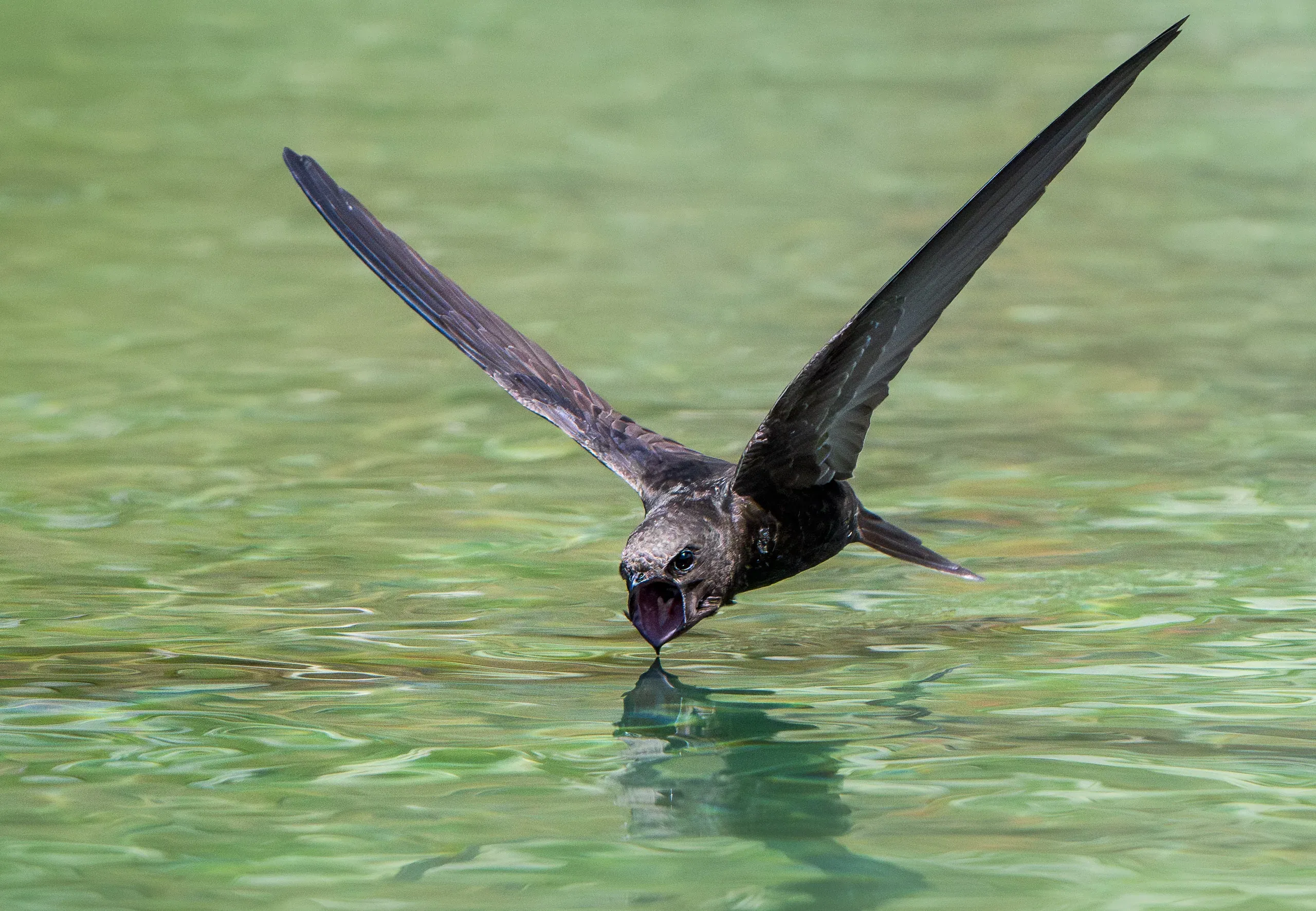 Mauersegler trinkt im Flug von der Wasseroberfläche