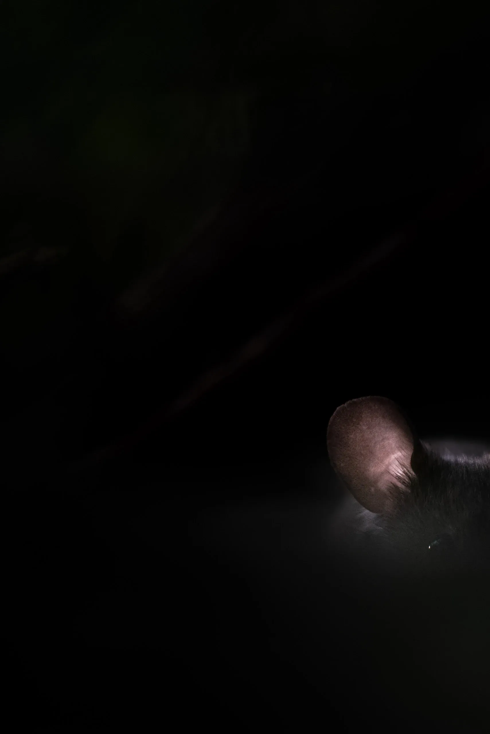 Maus im Dunkeln, nur Ohr und Fell im Streiflicht sichtbar