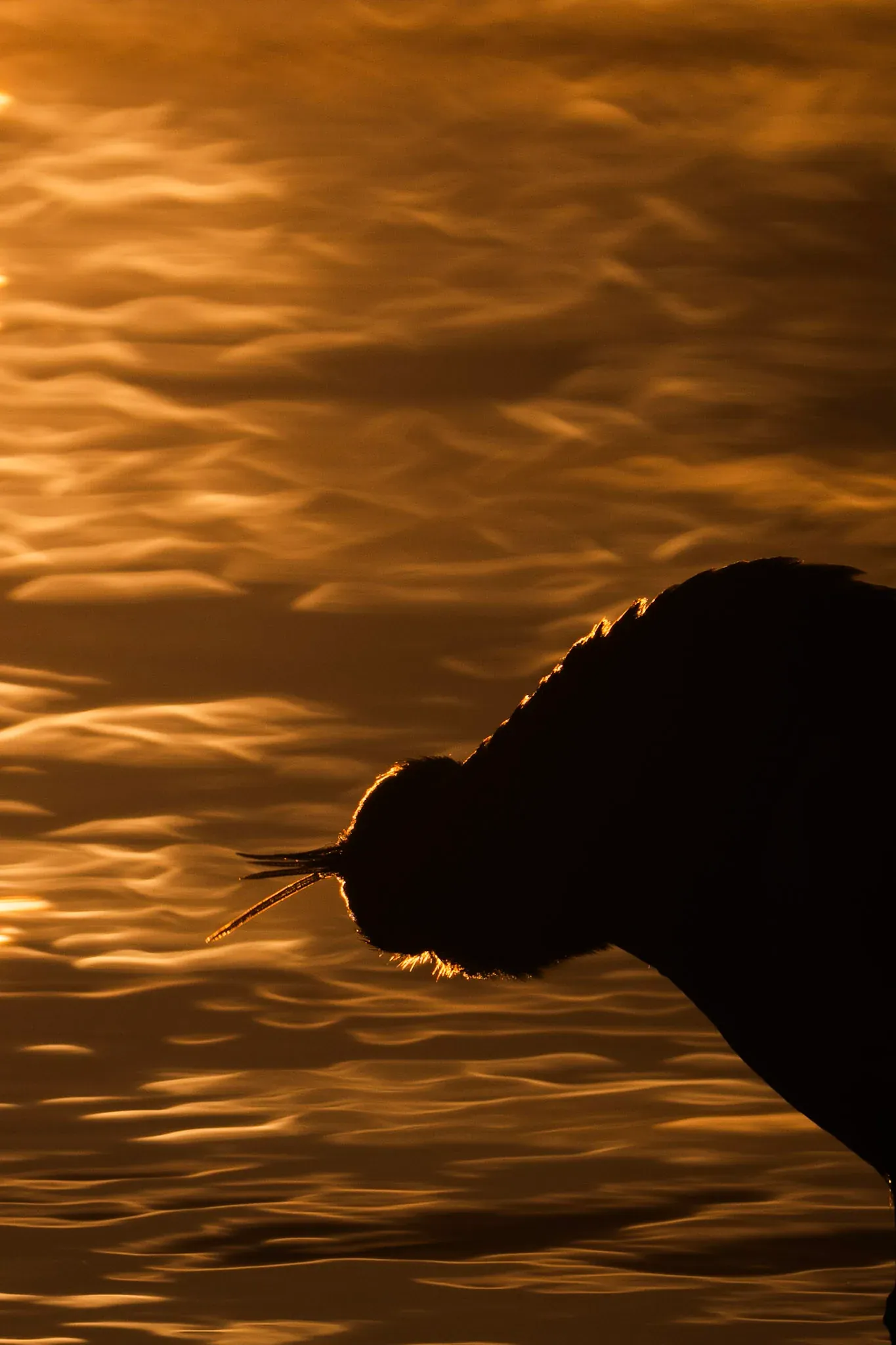 Mittelsäger Silhouette – Sehlendorfer Binnensee (Ostsee, Schleswig-Holstein)