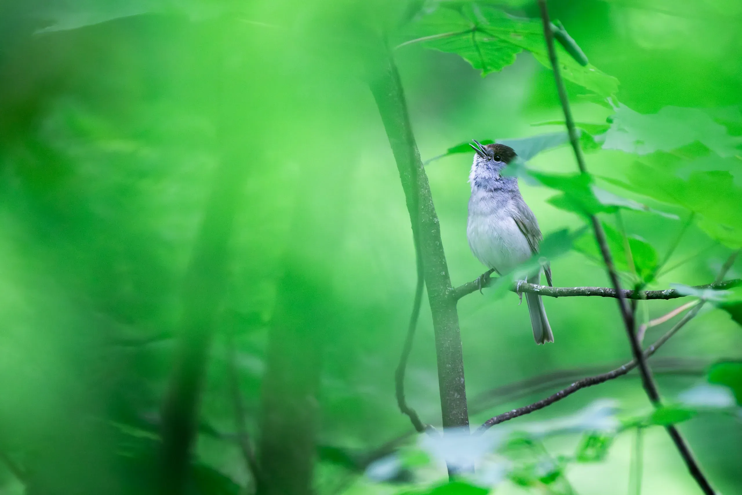 Singende Mönchsgrasmücke im grün durchfluteten Wald