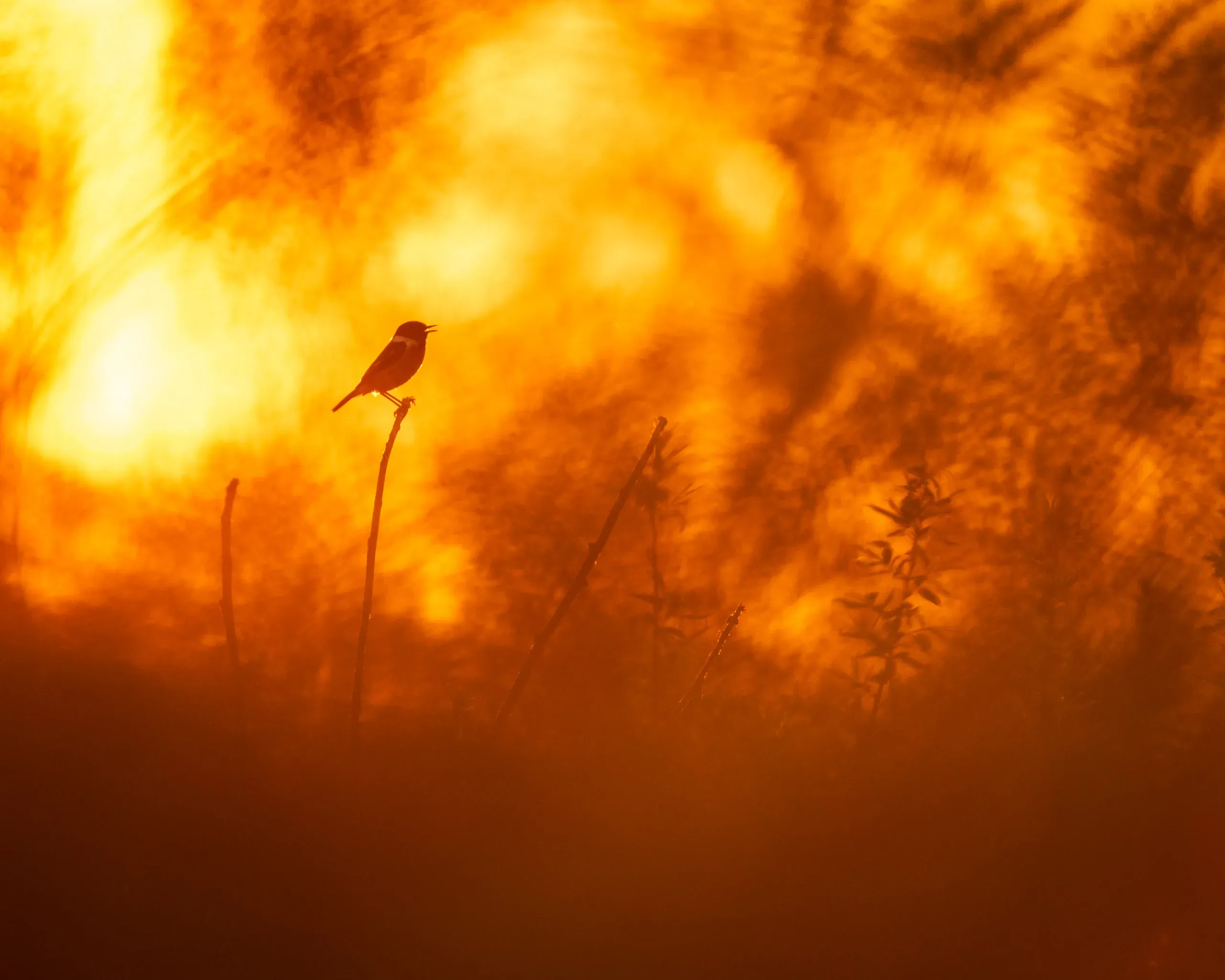 Vogel auf einem Halm als Silhouette vor leuchtend orangem Morgenlicht