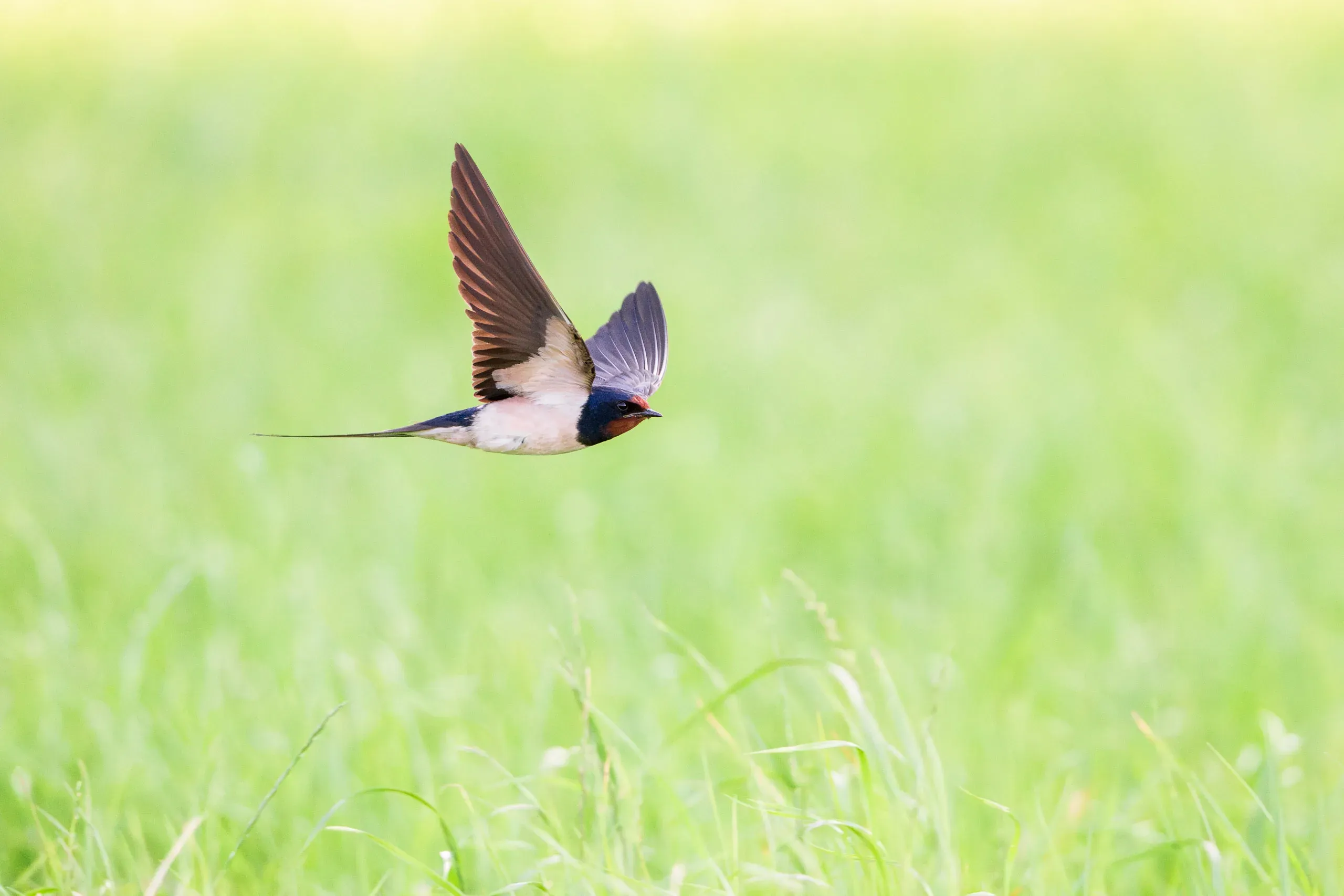 Rauchschwalbe im Flug dicht über einer grünen Wiese