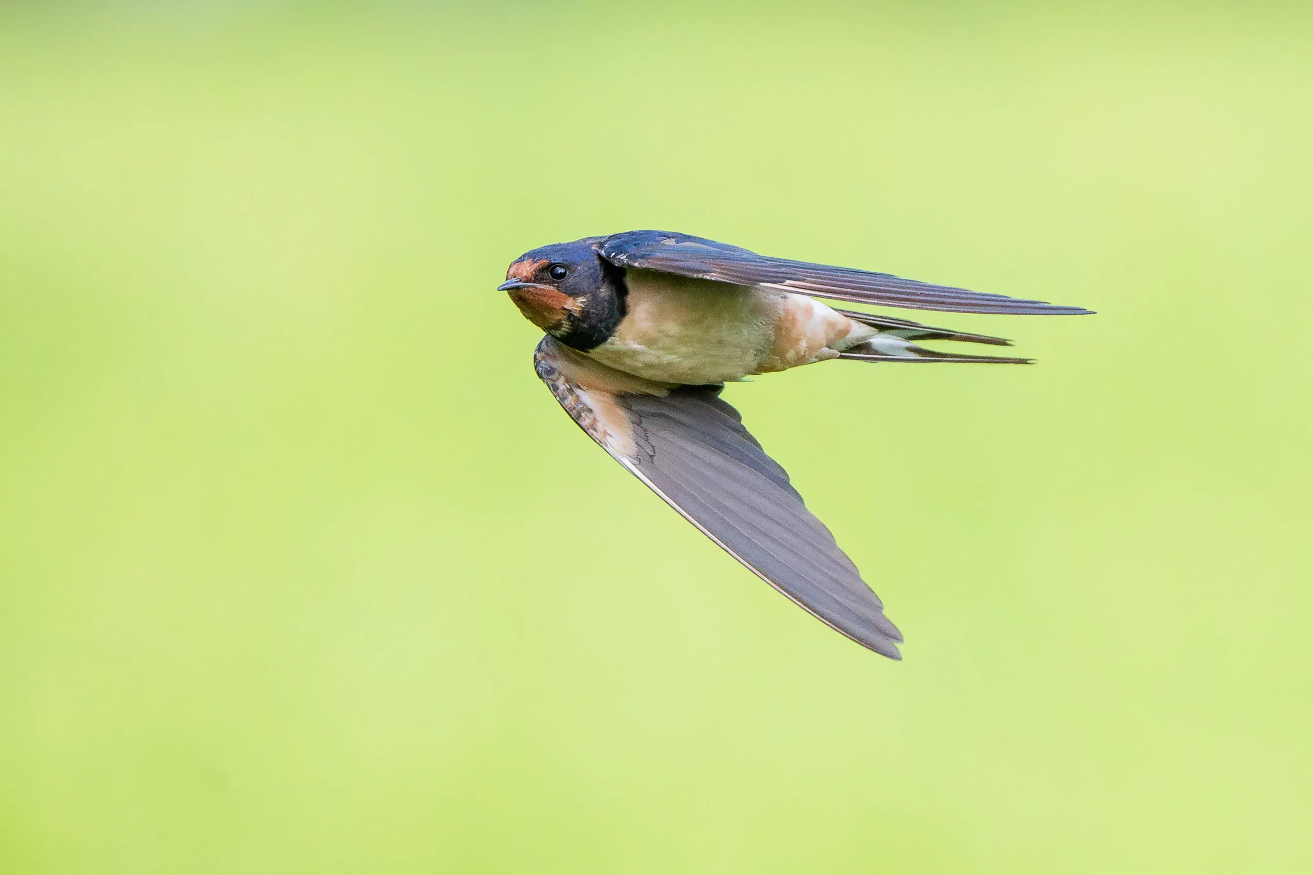 Rauchschwalbe im Flug vor grünem Hintergrund