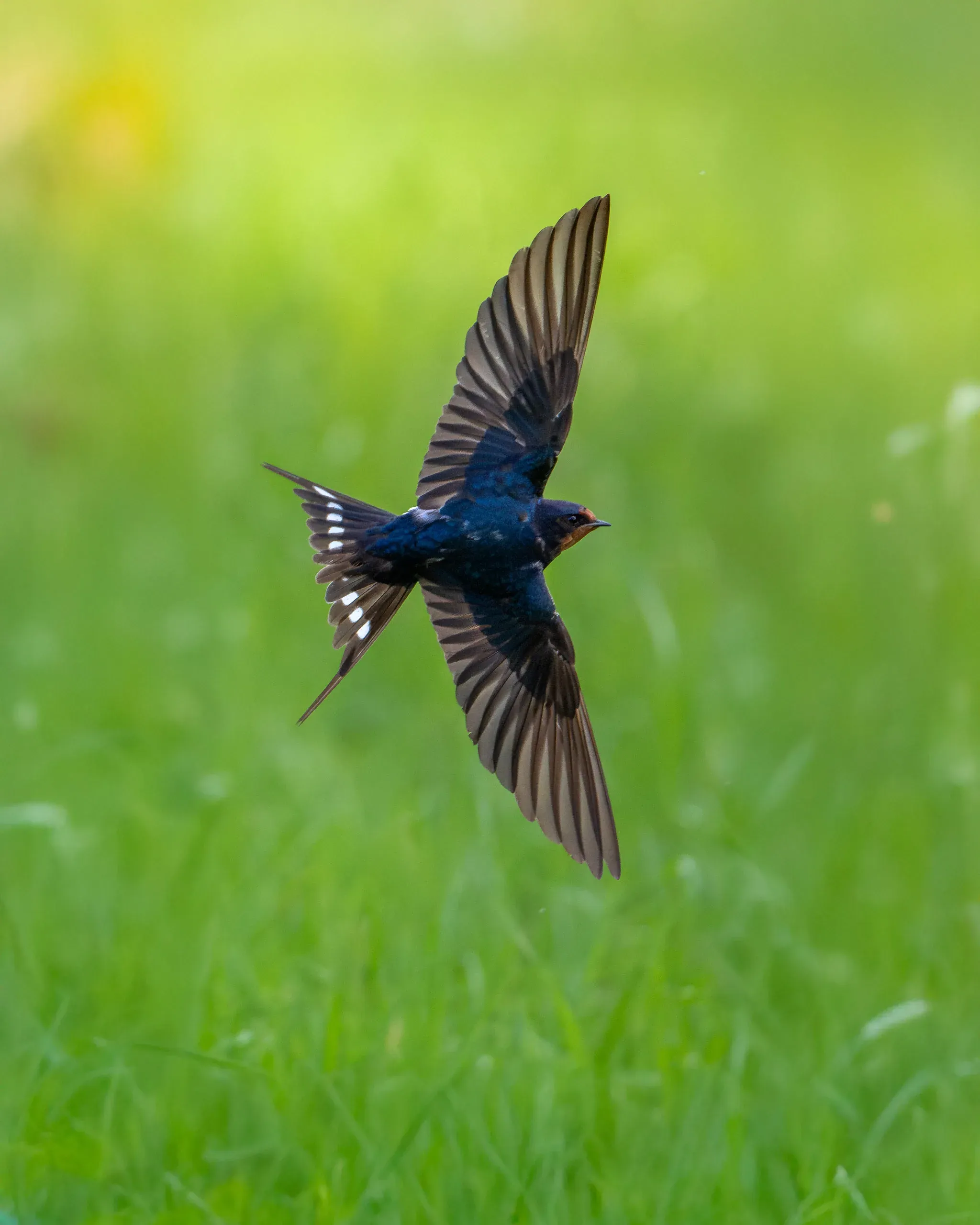 Rauchschwalbe von oben im Flug über der Wiese