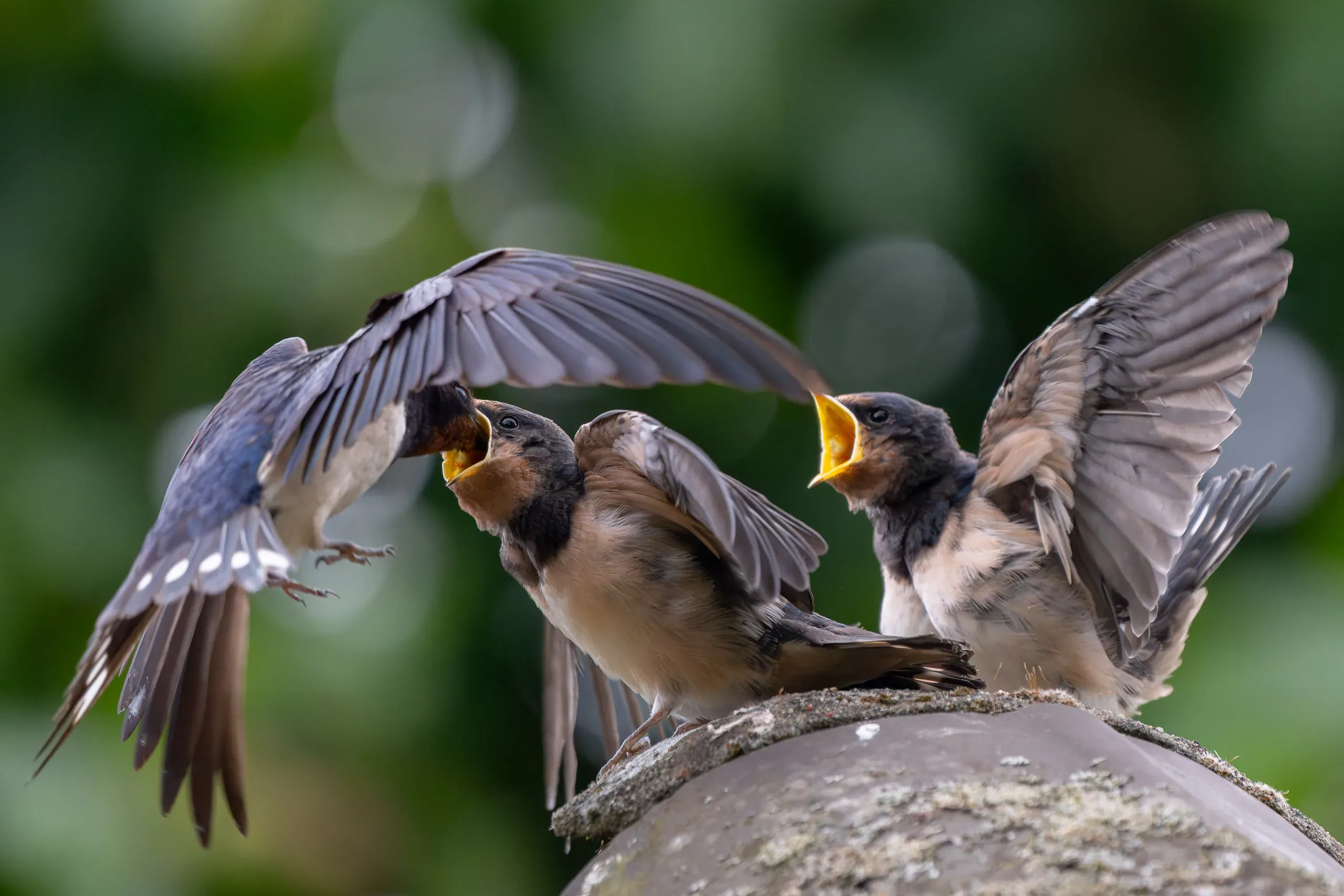 Altvogel füttert bettelnde junge Rauchschwalben
