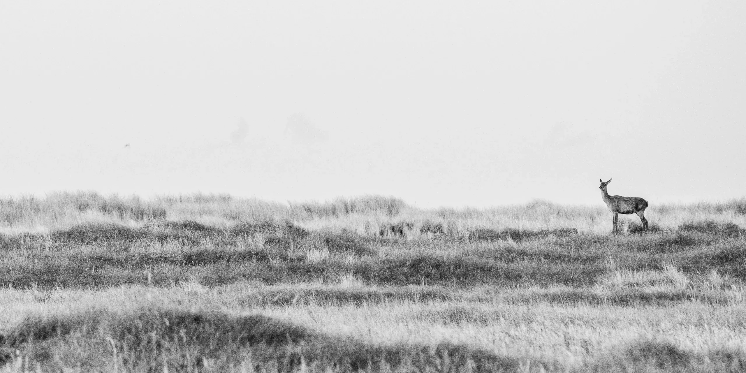 Einzelnes Reh in weiter Dünenlandschaft, in Schwarzweiß