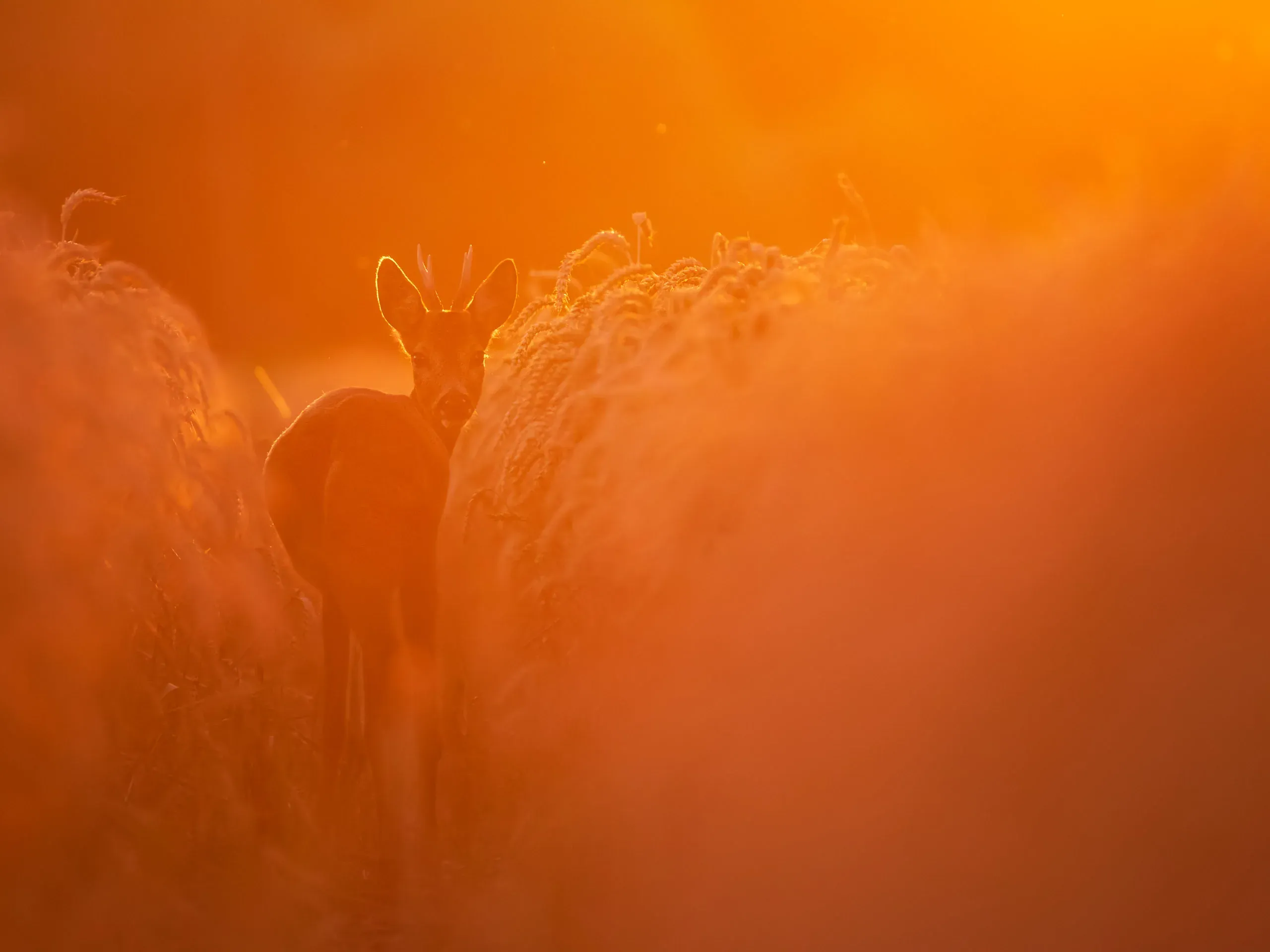 Rehbock als Silhouette im orangefarbenen Gegenlicht