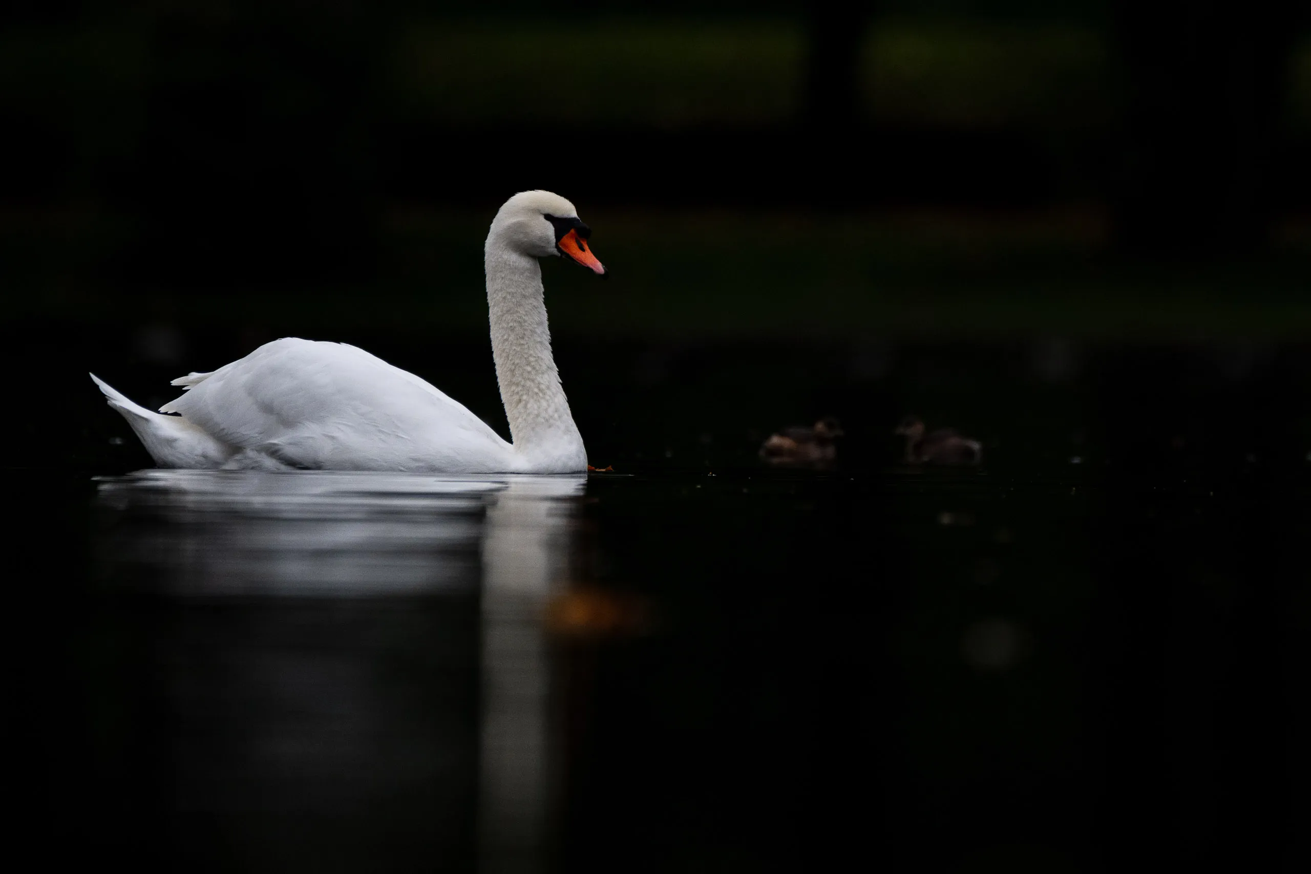 Rheinaue Bonn – Bild 8